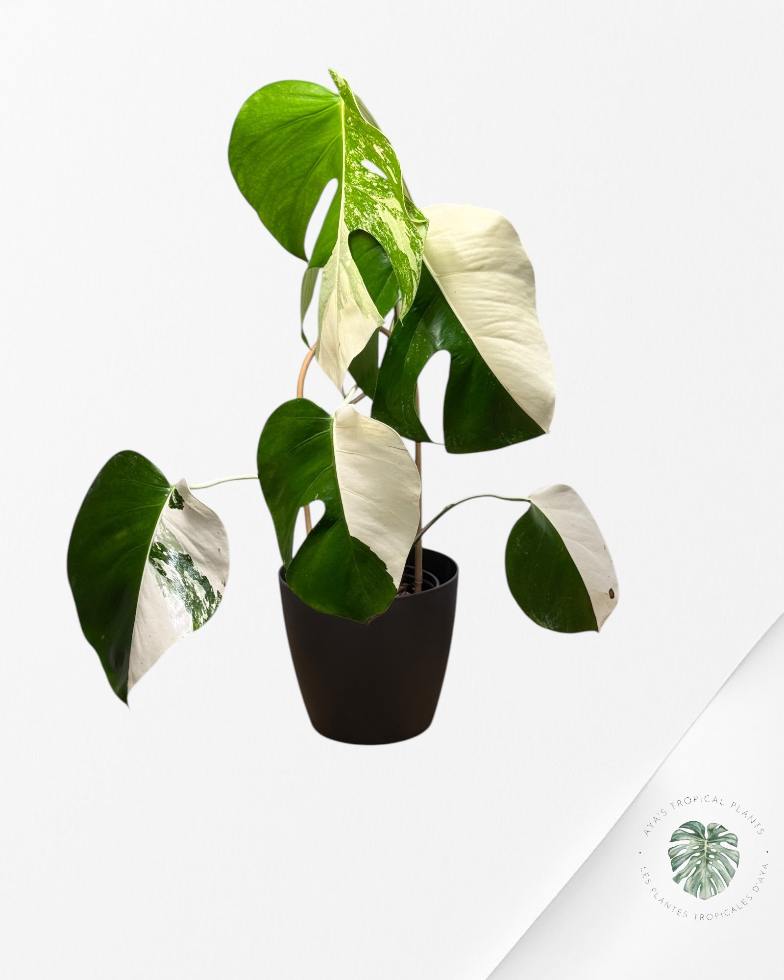 Monstera Borsigiana Albo - LU2