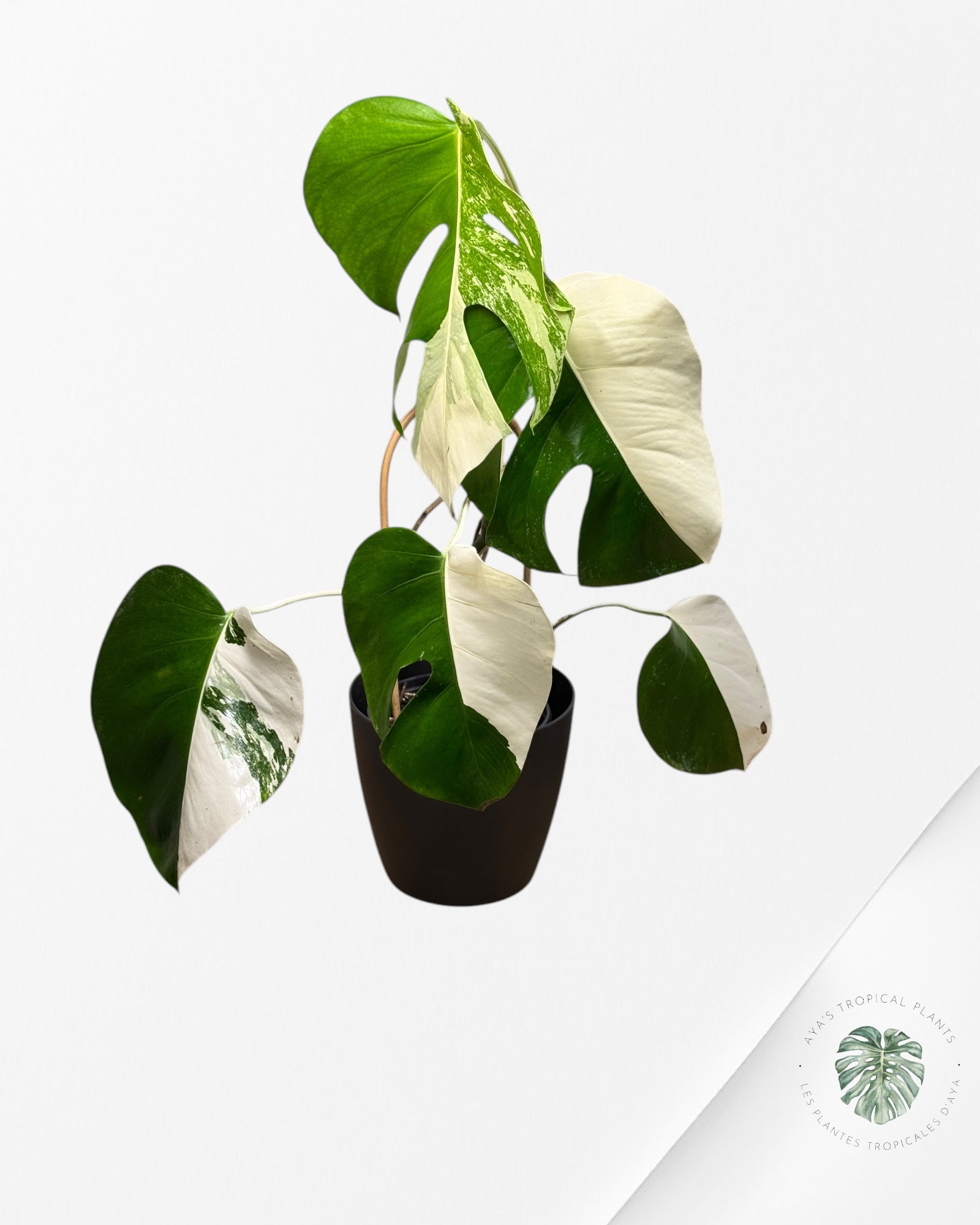 Monstera Borsigiana Albo - LU2