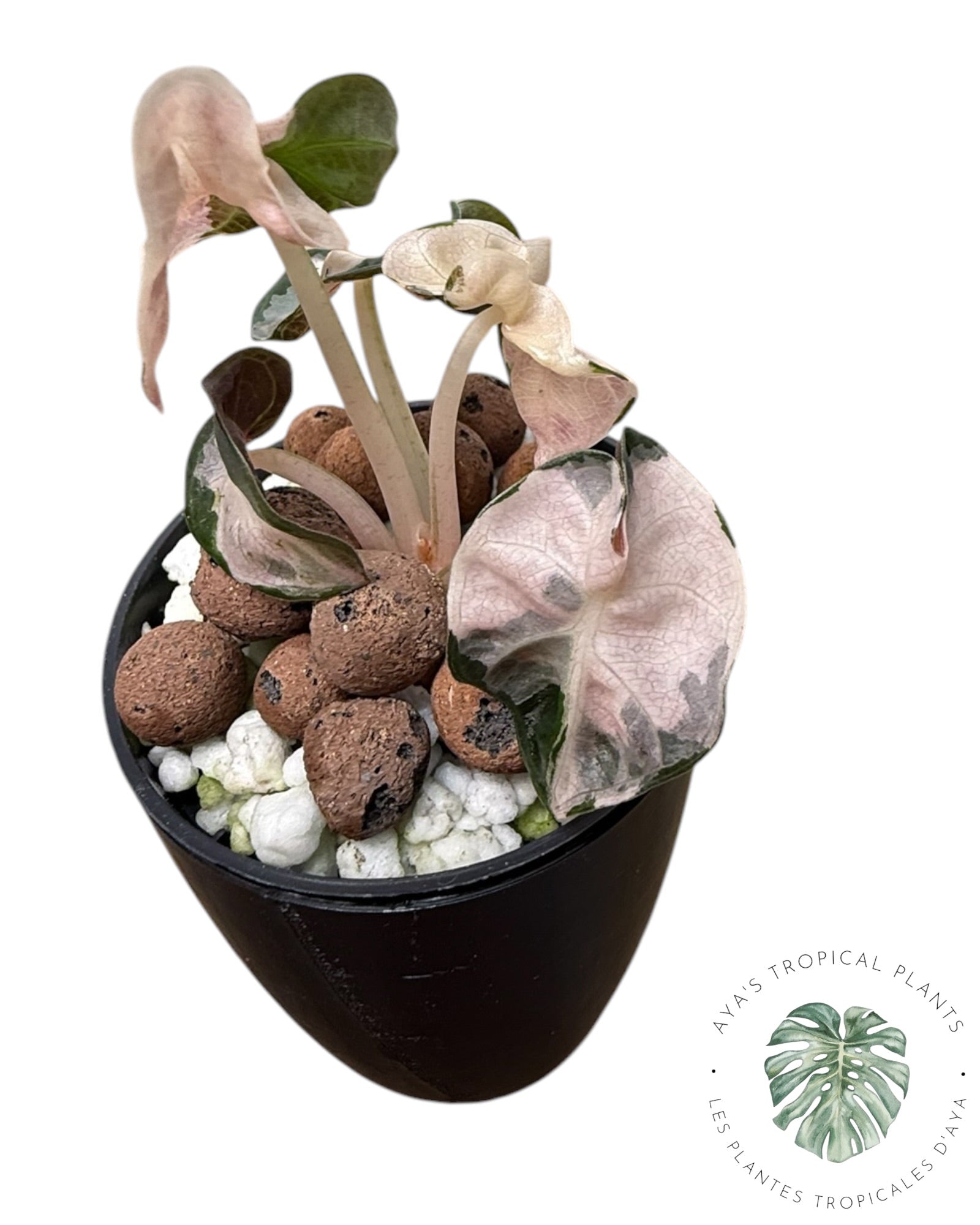 Alocasia Heart Balloon Pink variegated