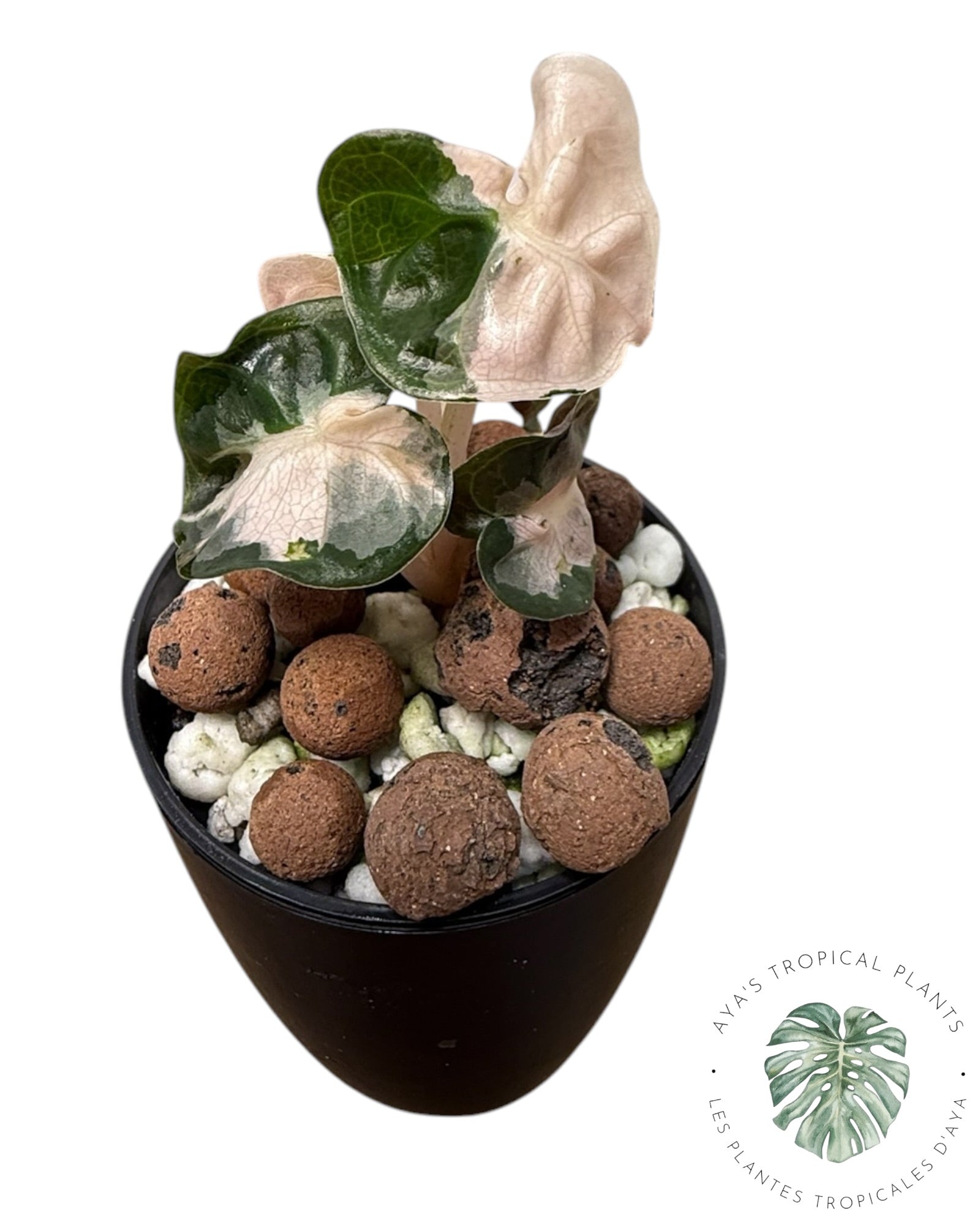 Alocasia Heart Balloon Pink variegated