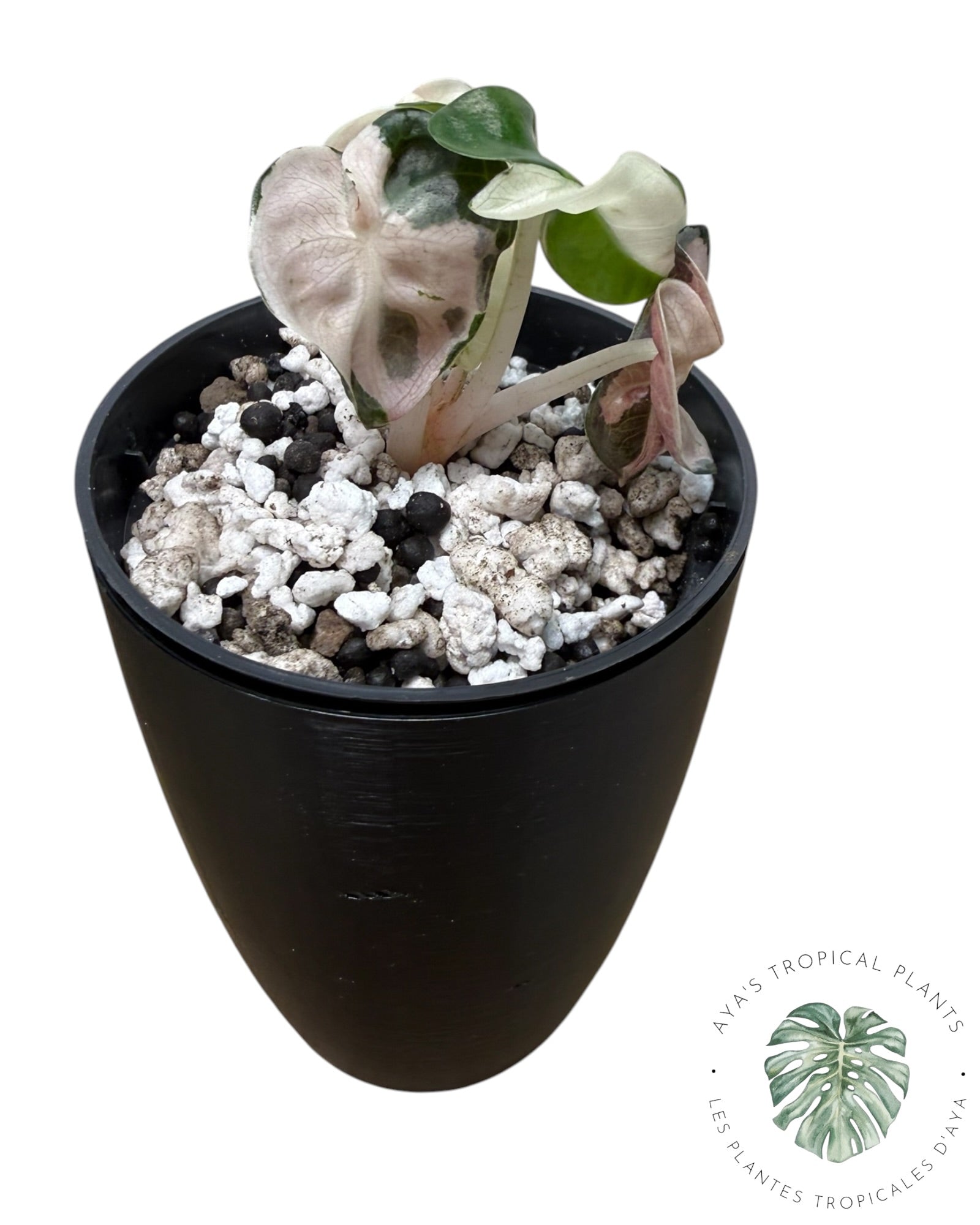 Alocasia Heart Balloon Pink variegated
