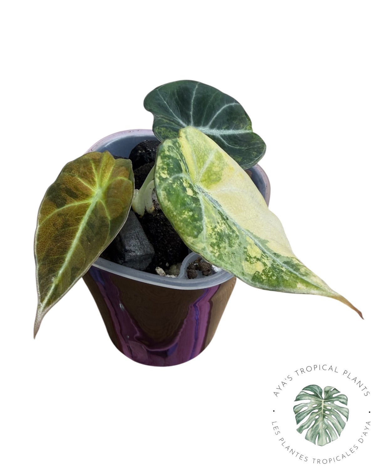 Alocasia Black Velvet Aurea Variegated