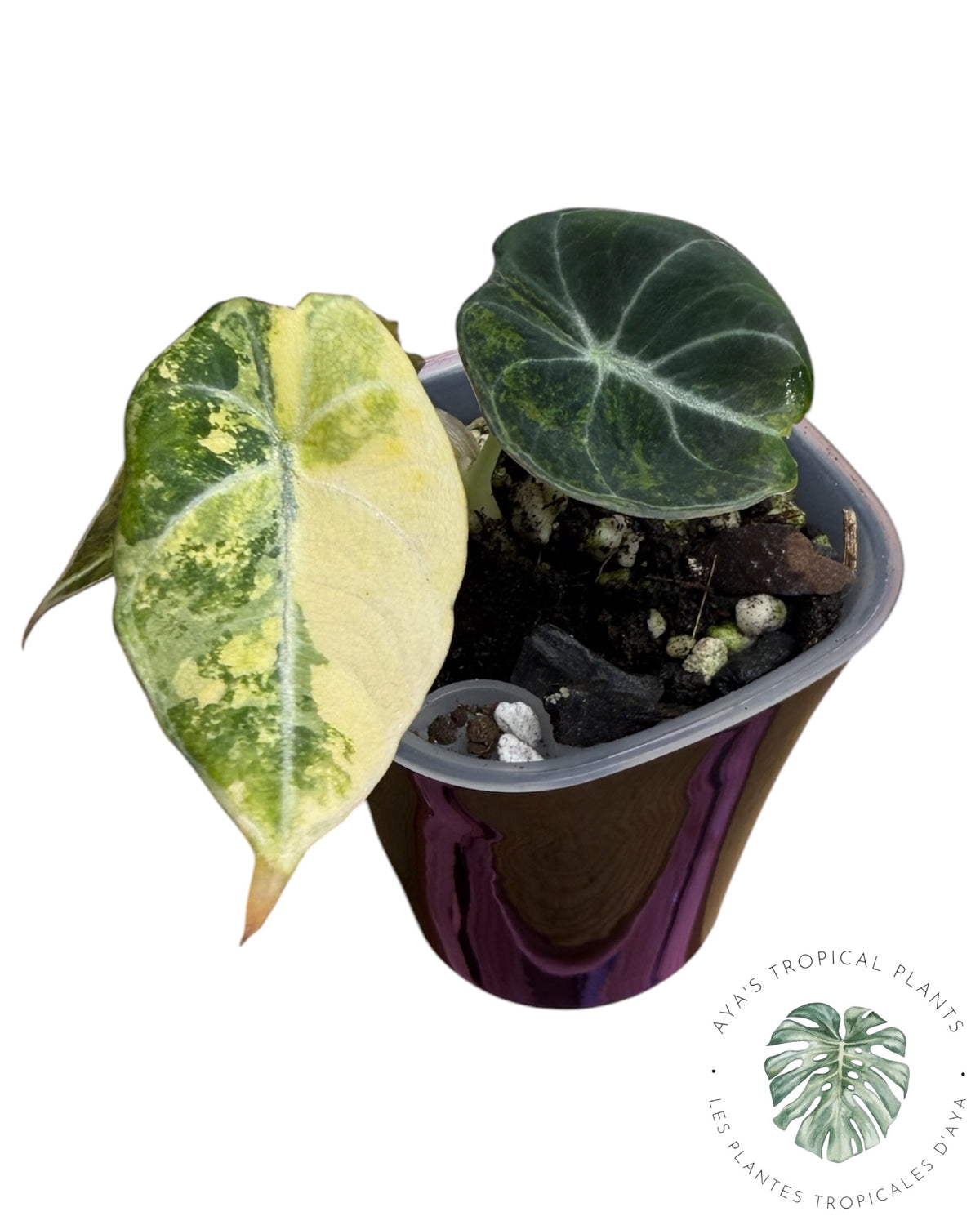 Alocasia Black Velvet Aurea Variegated