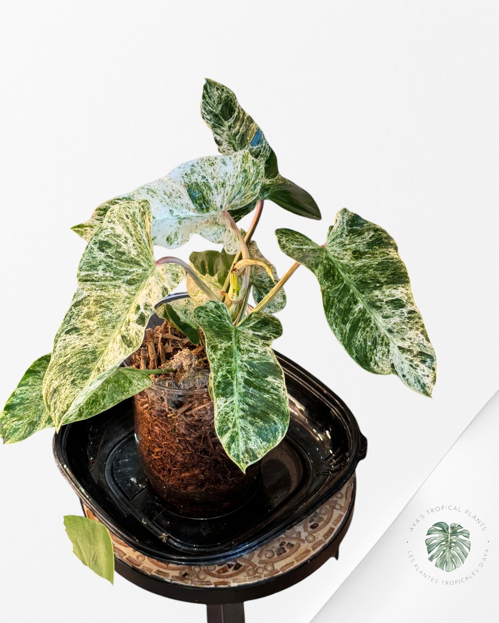 Philodendron Emerald Ice-BB