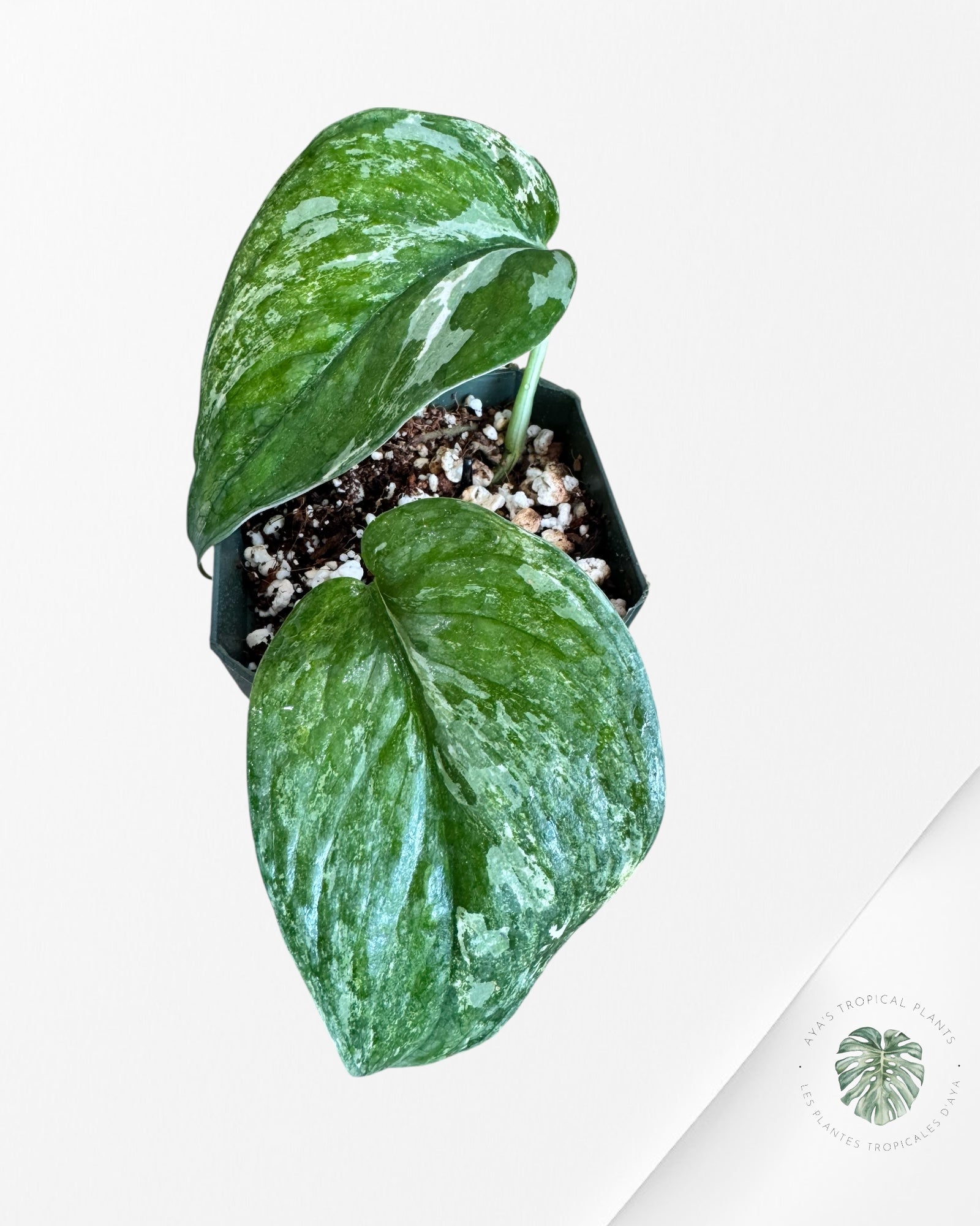 Scindapsus Silver Dark Cloud Panaché