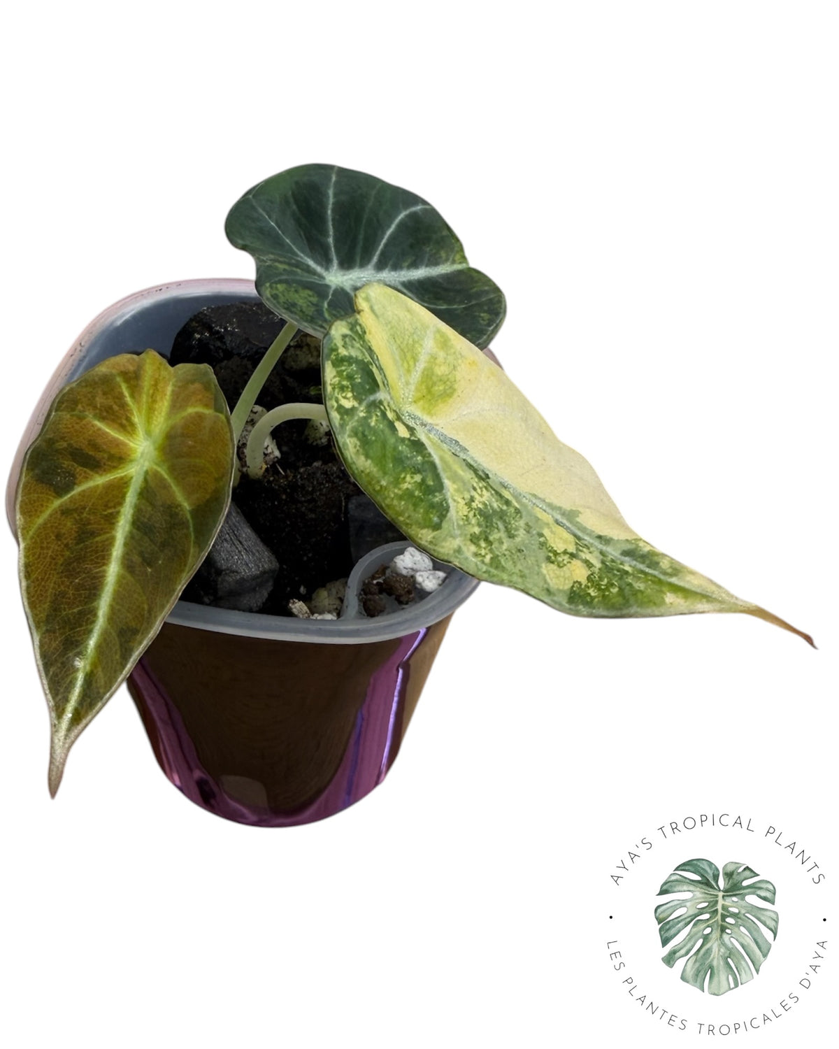 Alocasia Black Velvet Aurea Variegated