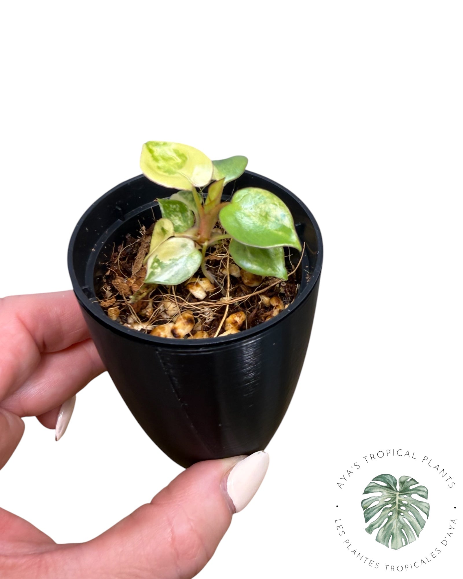 Philodendron Billietiae Variegated