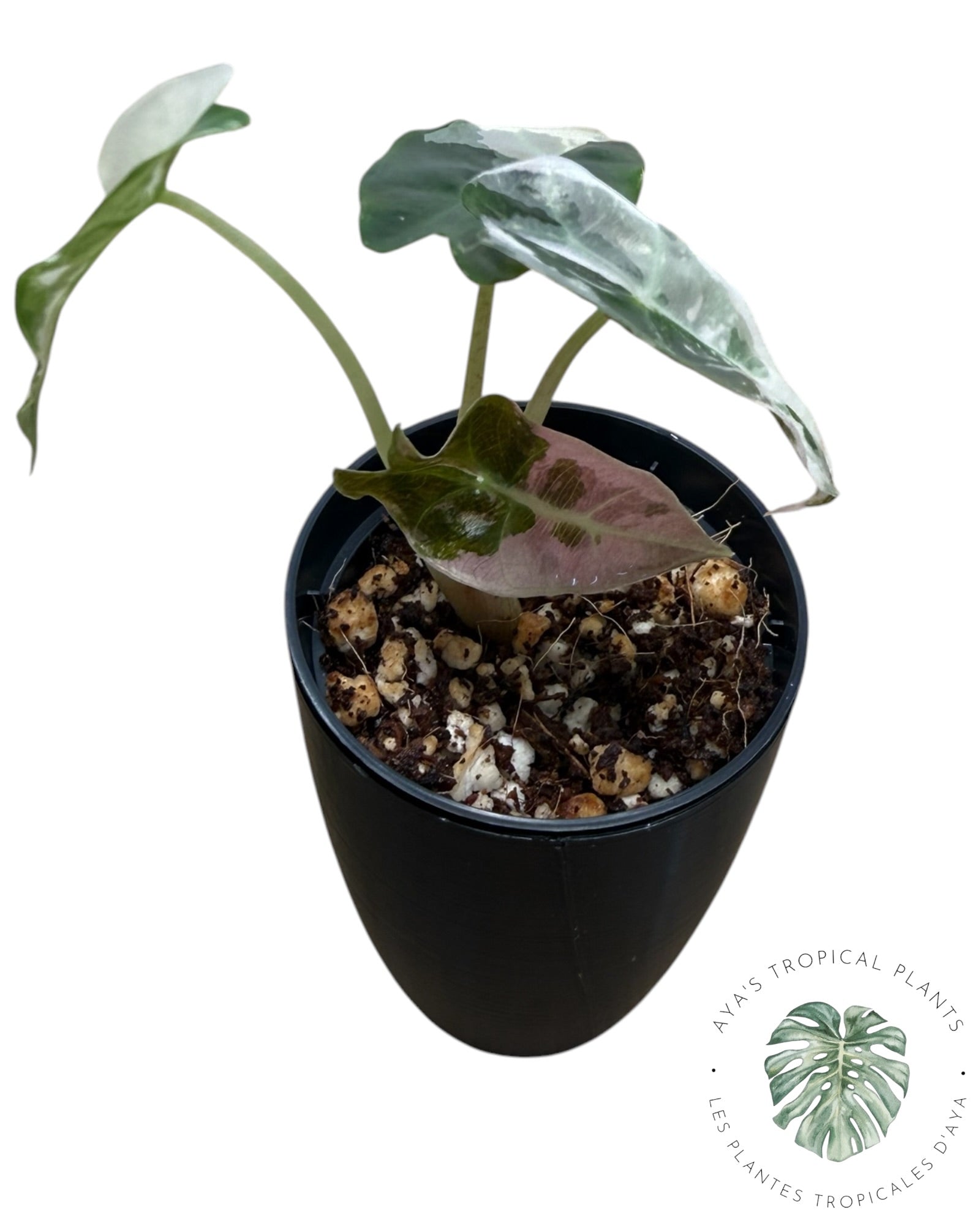 Alocasia Polly Pink Snowflake