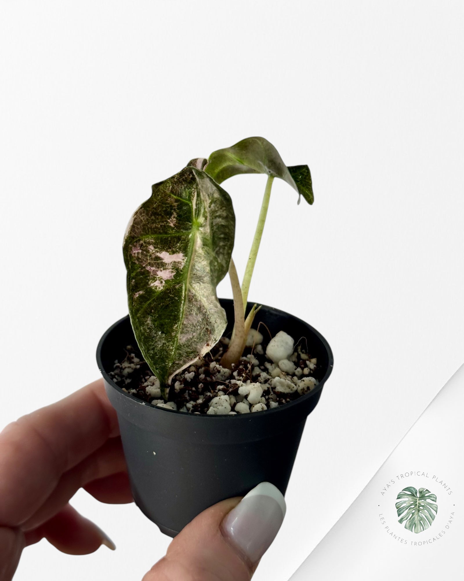 Alocasia Polly Variegata (Pink A Grade）- LU3