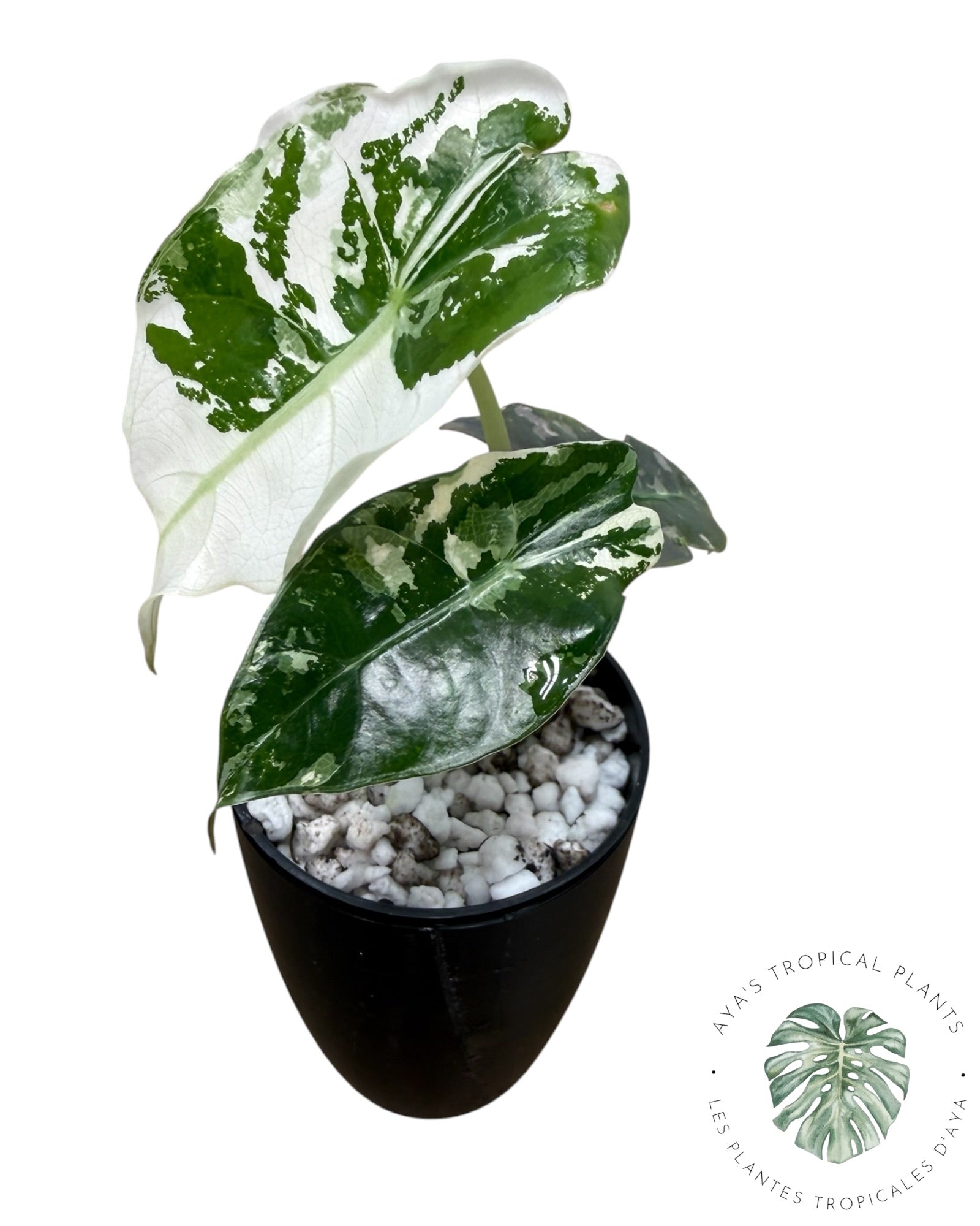 Alocasia Polly Pink Snowflake