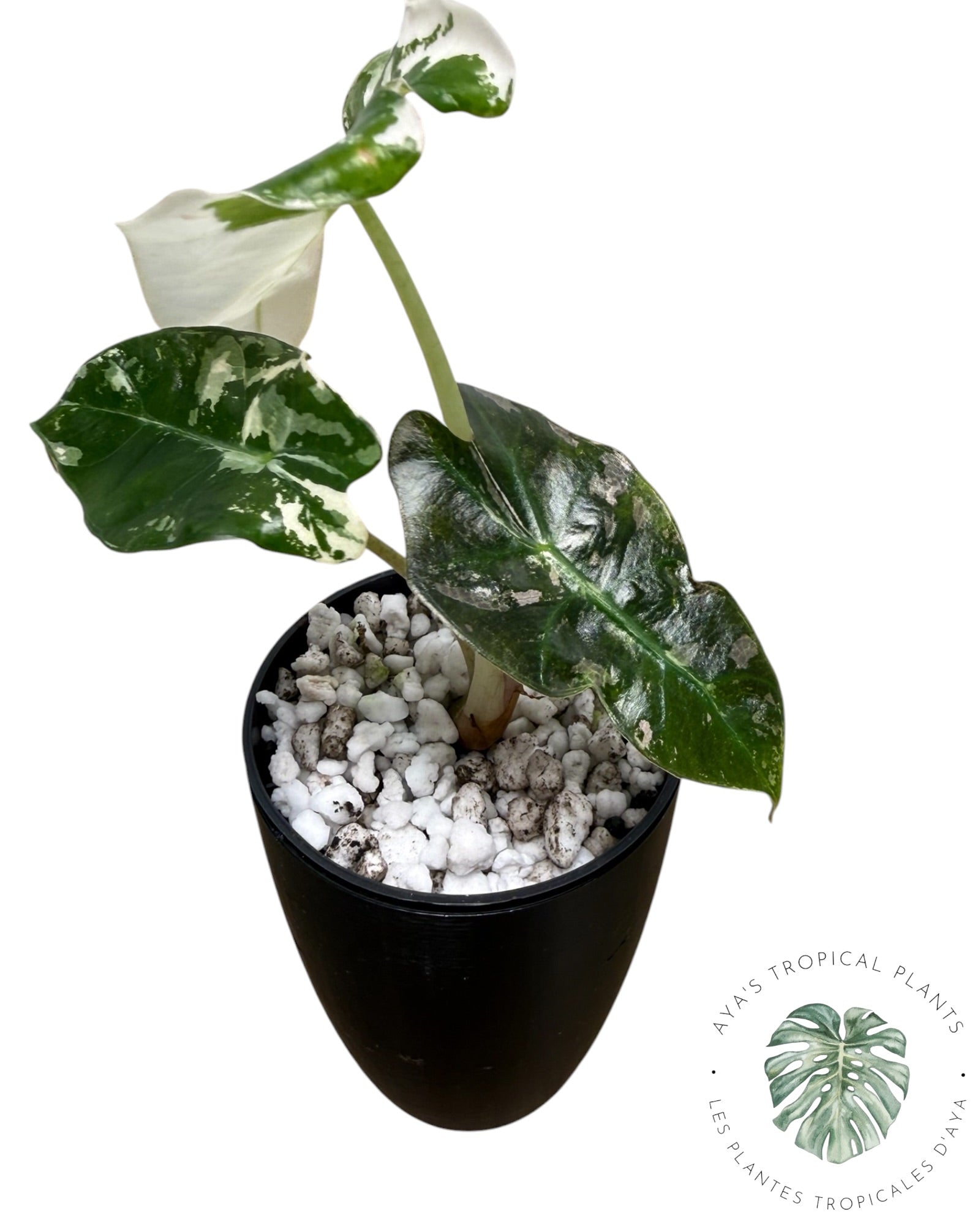 Alocasia Polly Pink Snowflake
