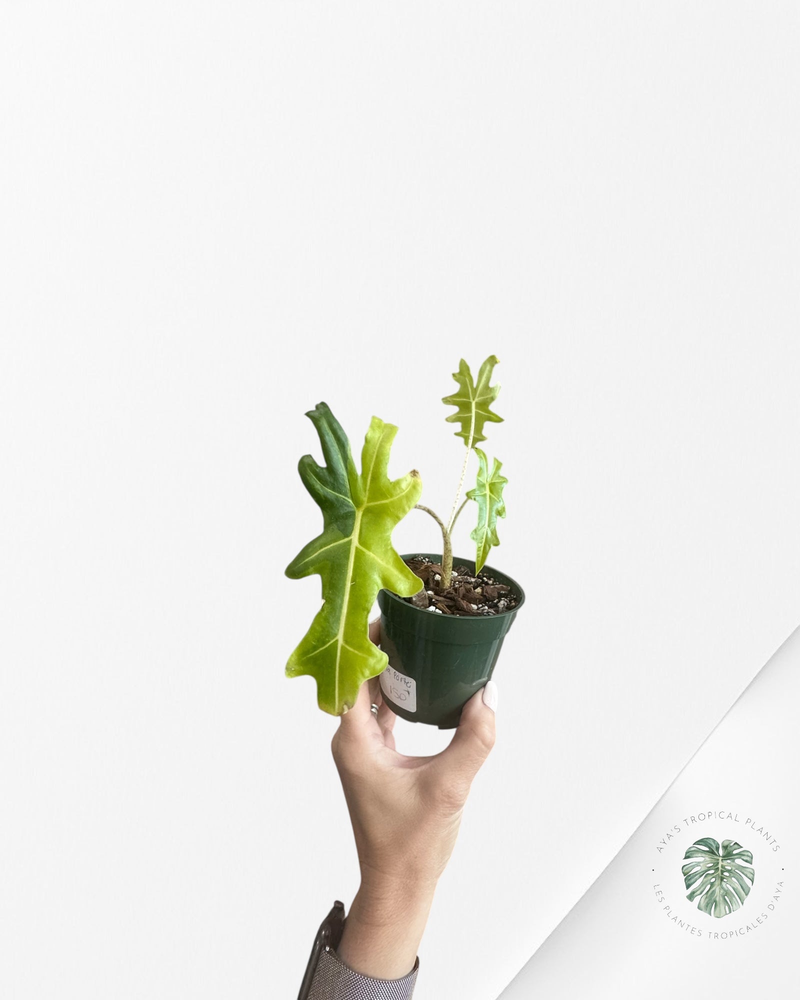 Alocasia Portei Variée -JU10