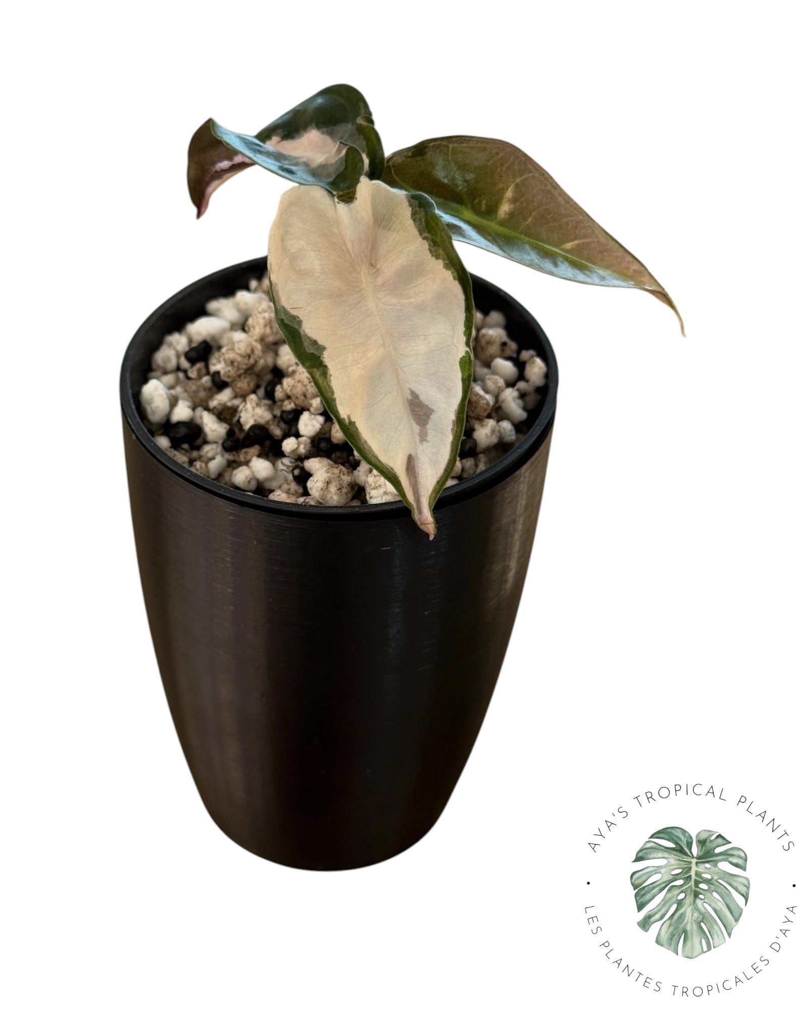 Alocasia Polly Lava Variegated