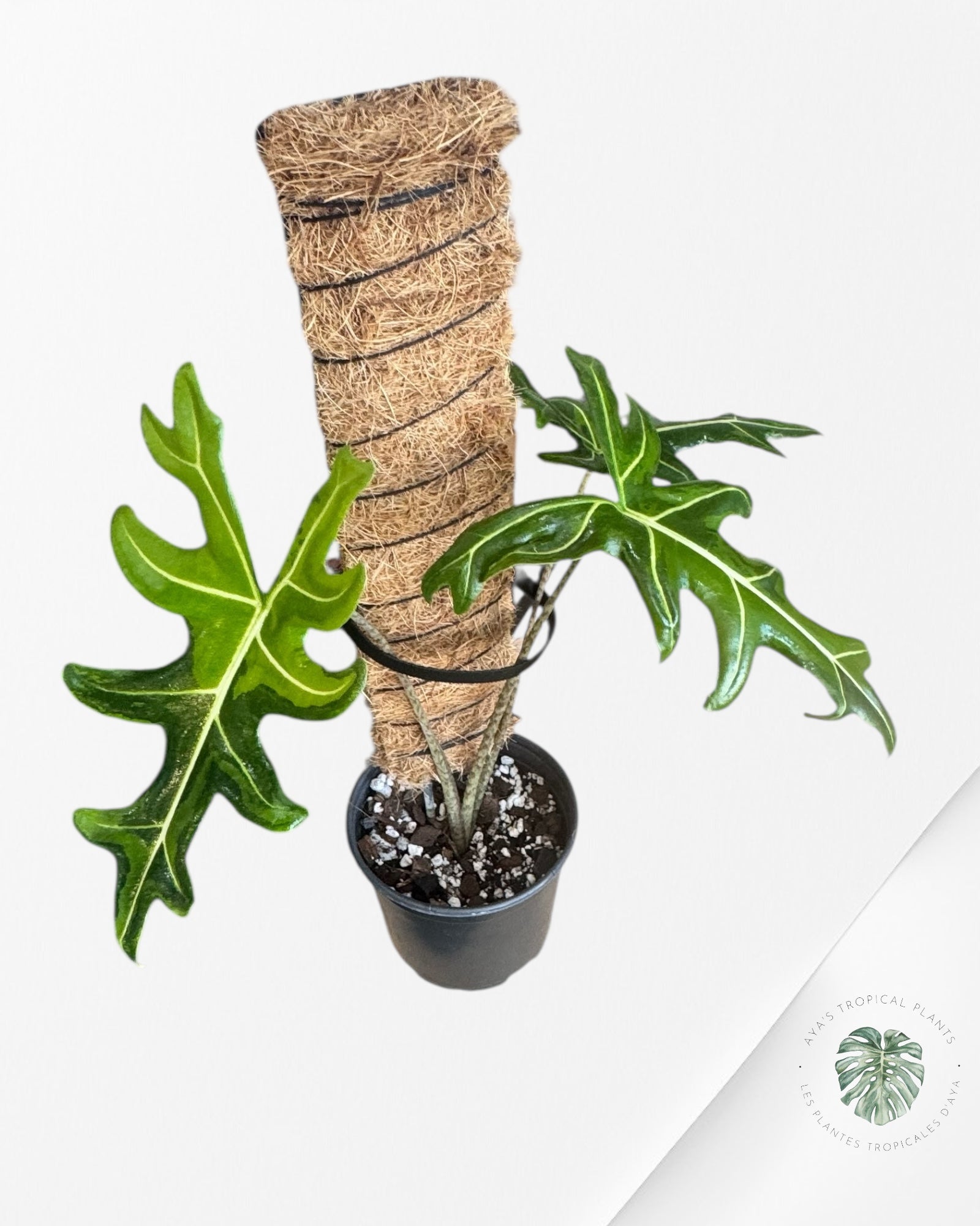 Alocasia Portei Variée -P60