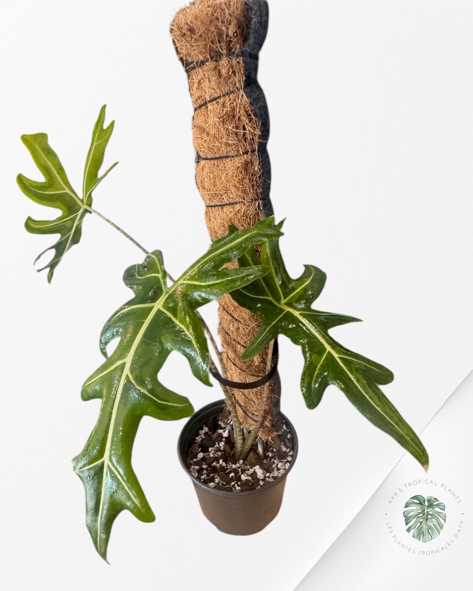 Alocasia Portei Variée -P60