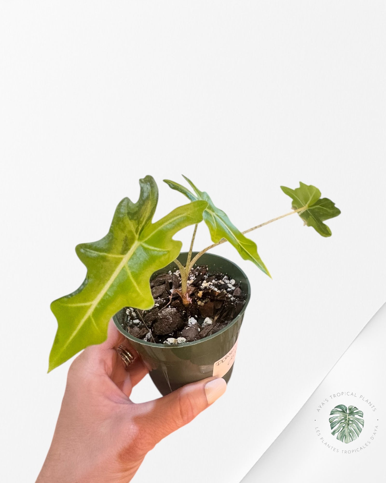 Alocasia Portei Variée -JU03