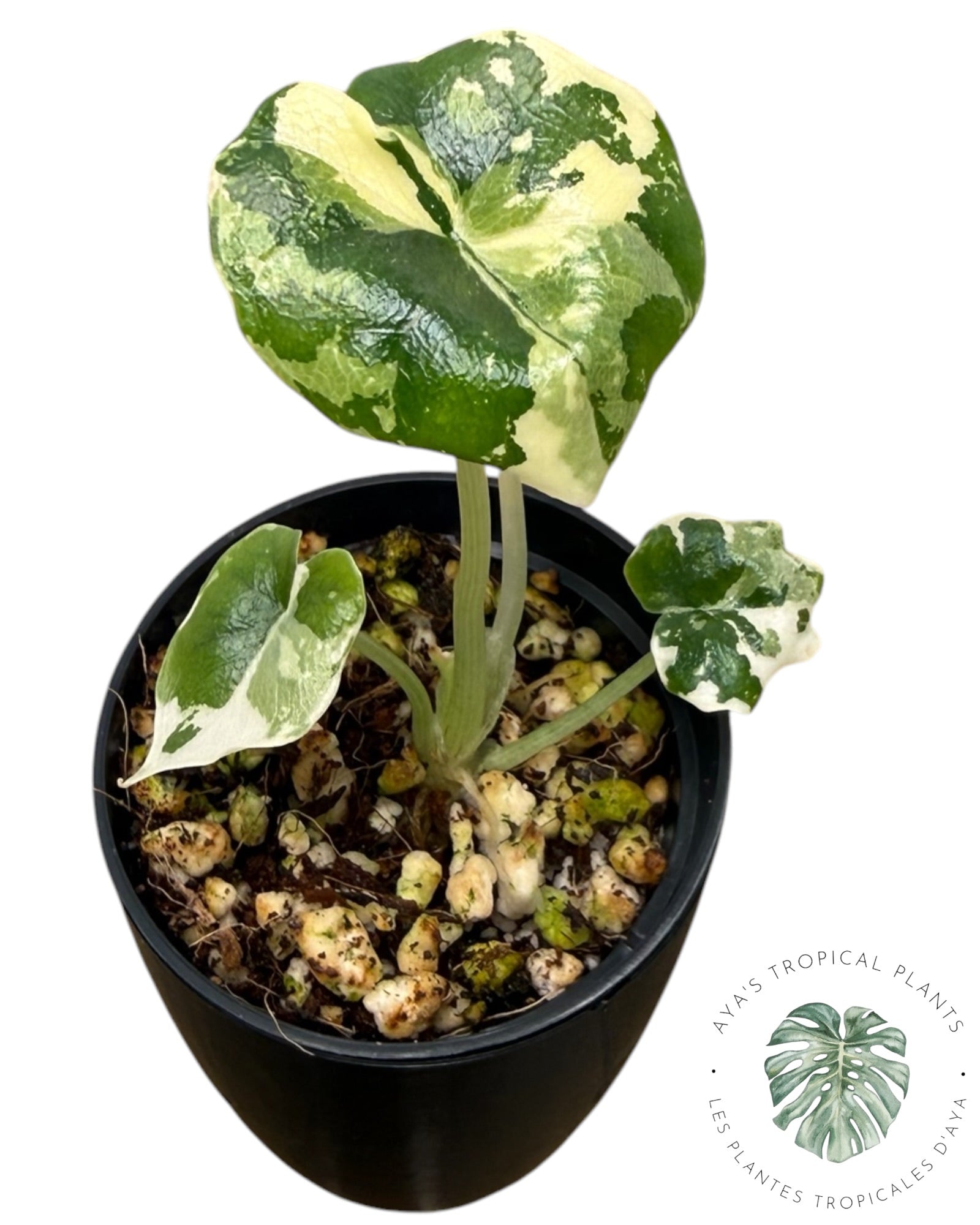 Alocasia Melo Albo Variegated