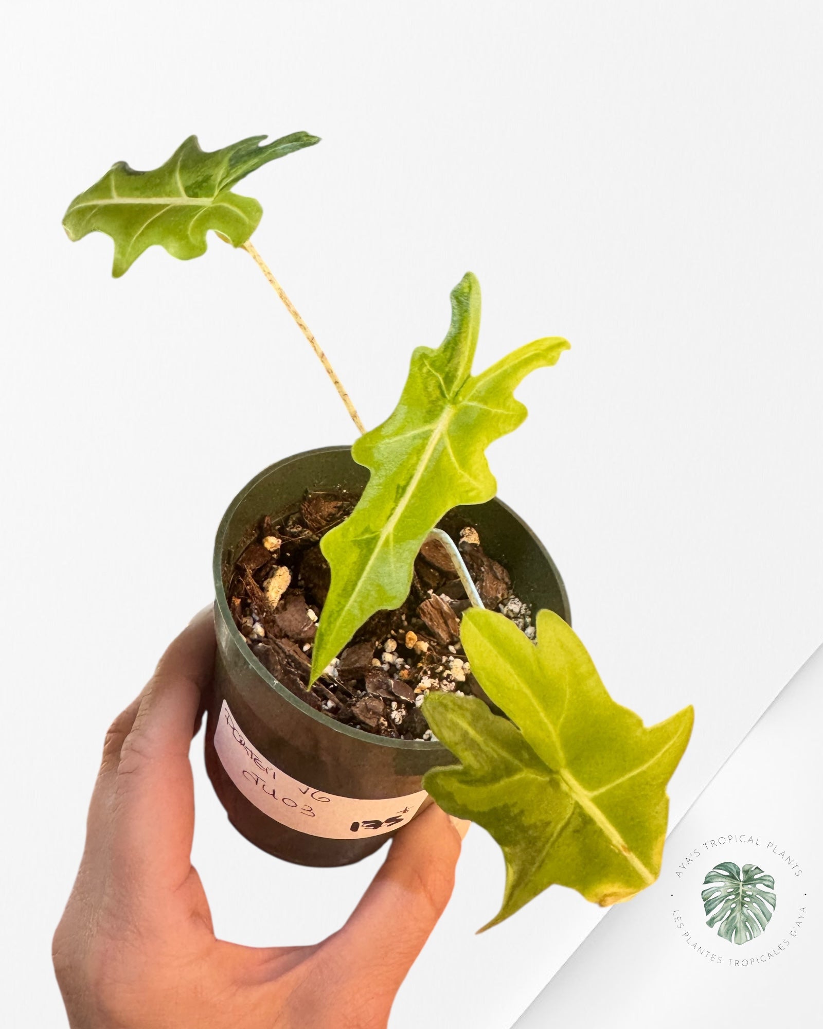 Alocasia Portei Variée -JU03