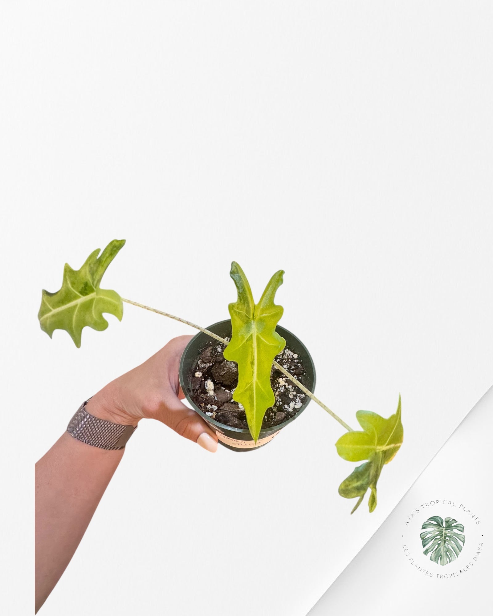 Alocasia Portei Variagated -JU03