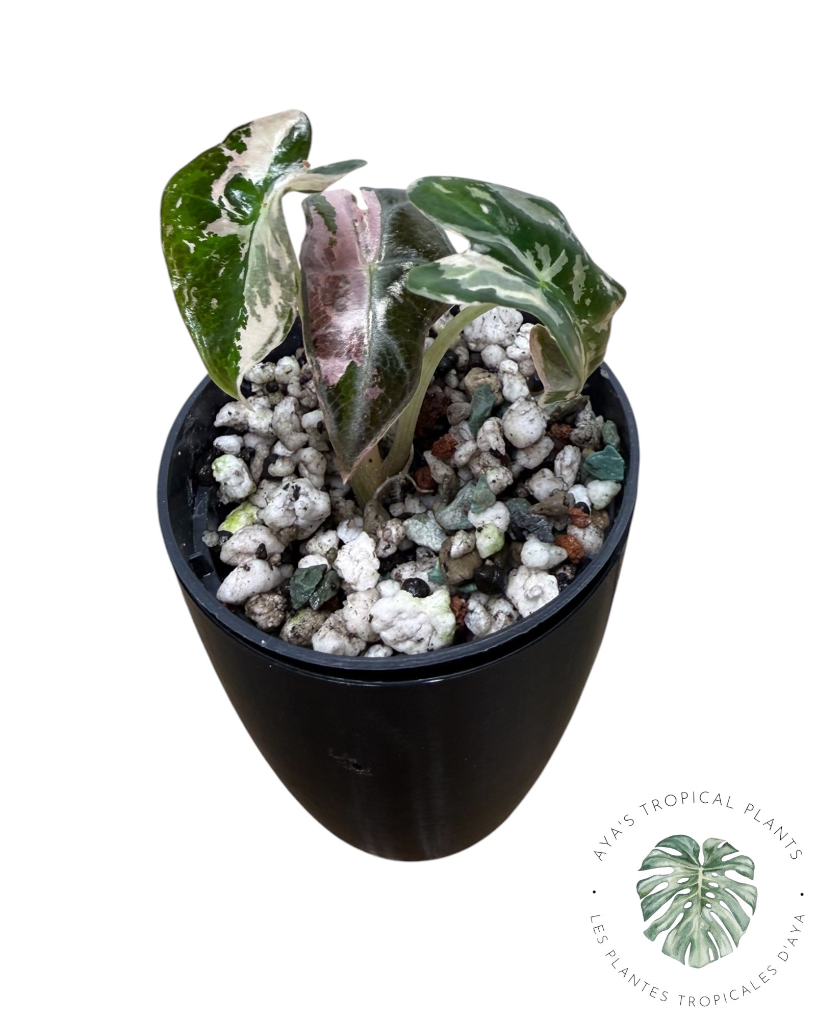 Alocasia Nobilis Pink Variegated