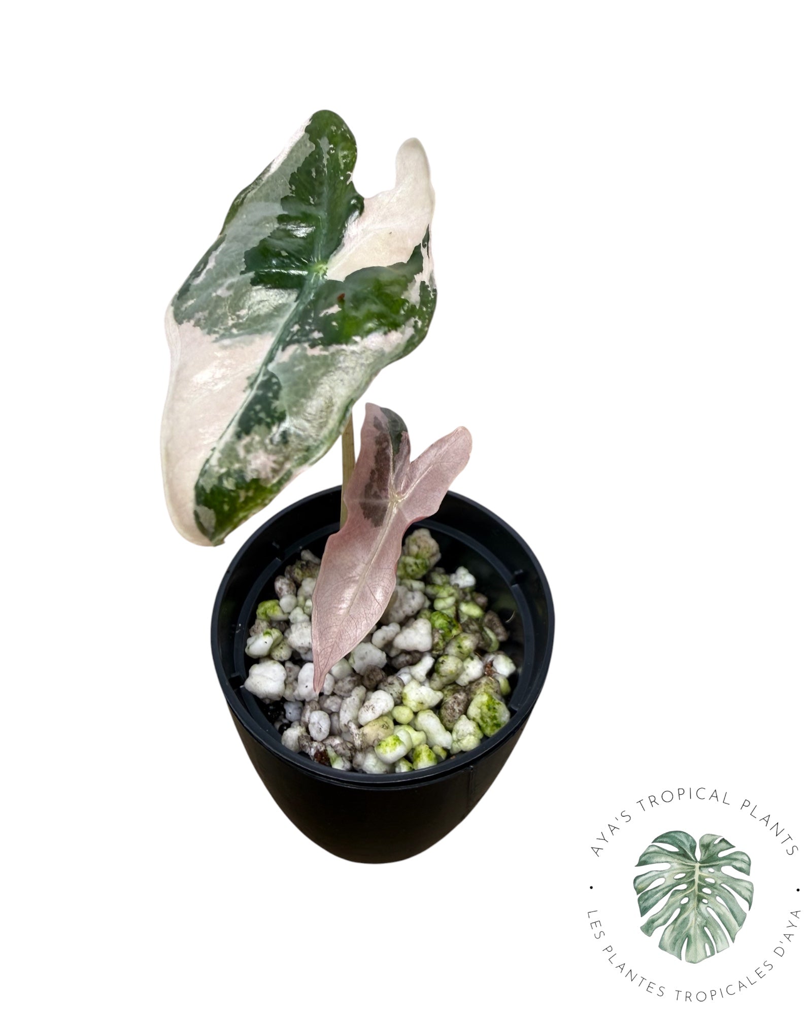 Alocasia Nobilis Pink Variegated