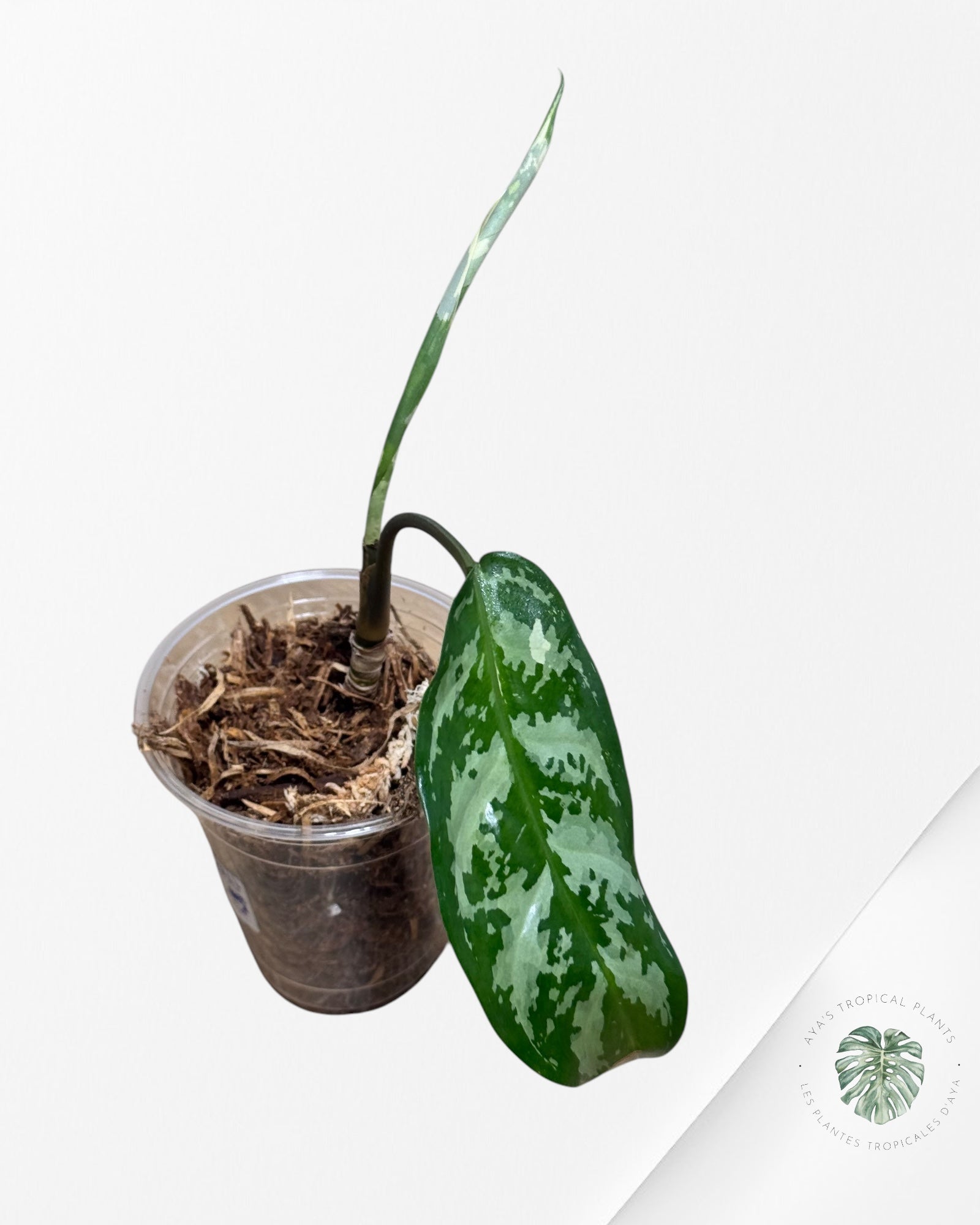 Fierté d'Aglaonema Manille - AMP500