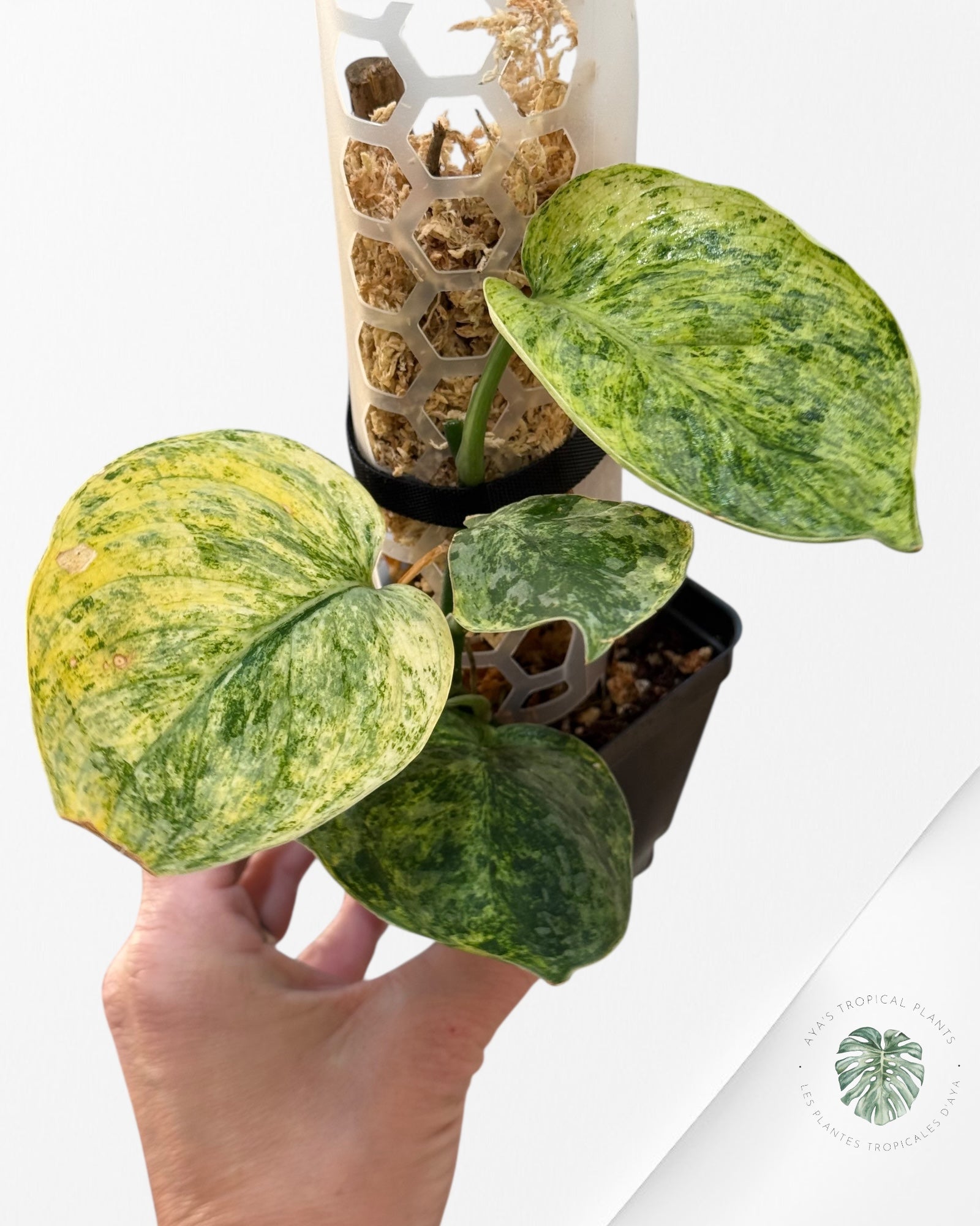 Scindapsus Tembaga-EXP6