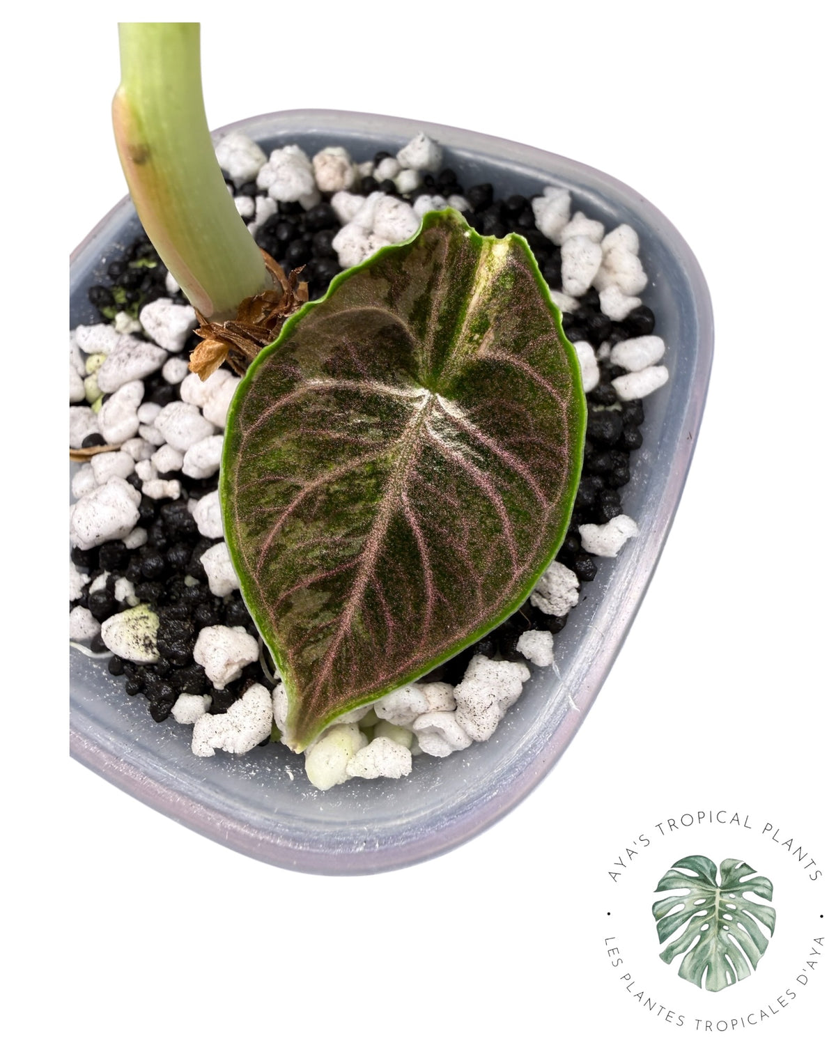 Alocasia Azlanii Pink
