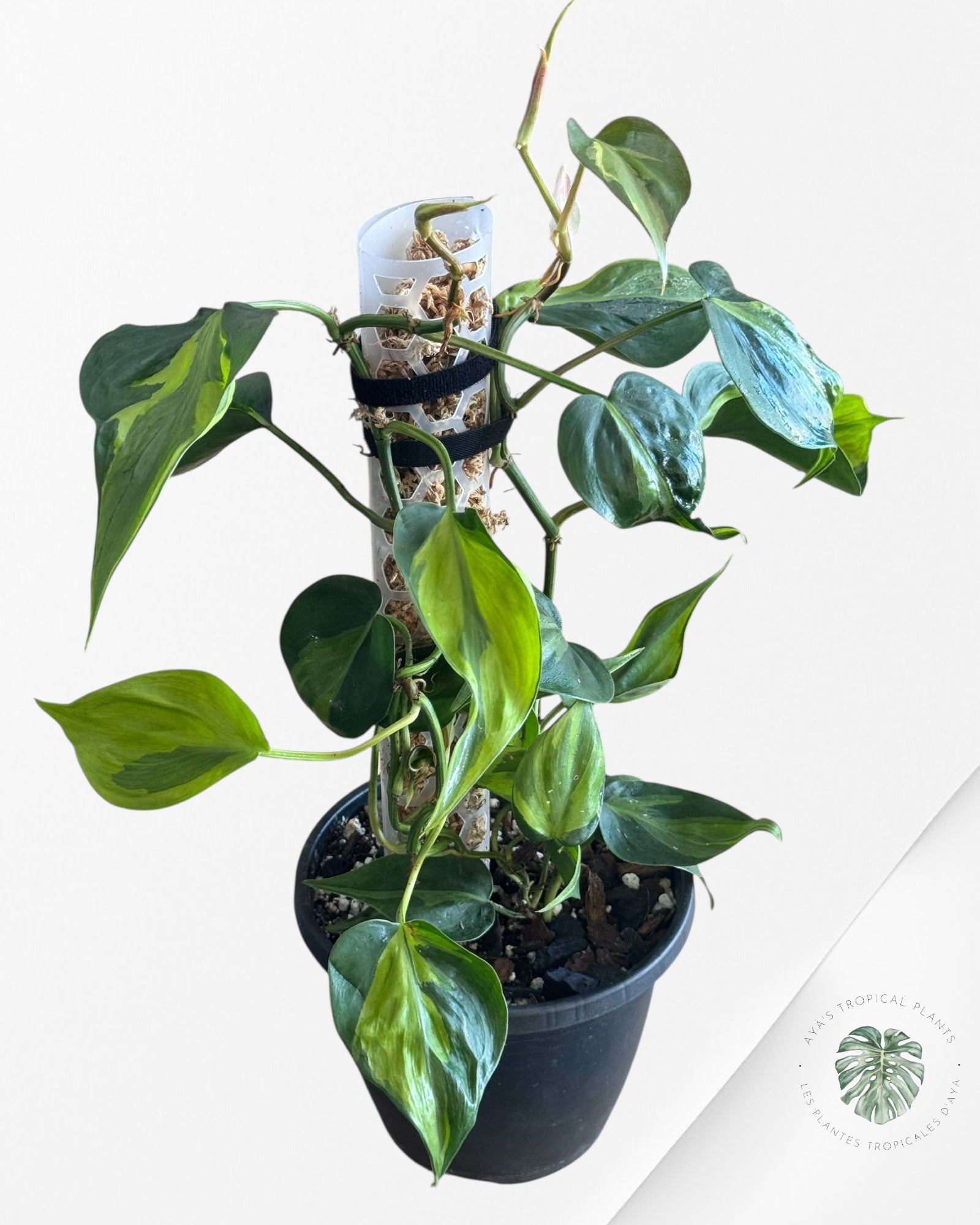 Philodendron hederaceum 'Cream Splash' - FL