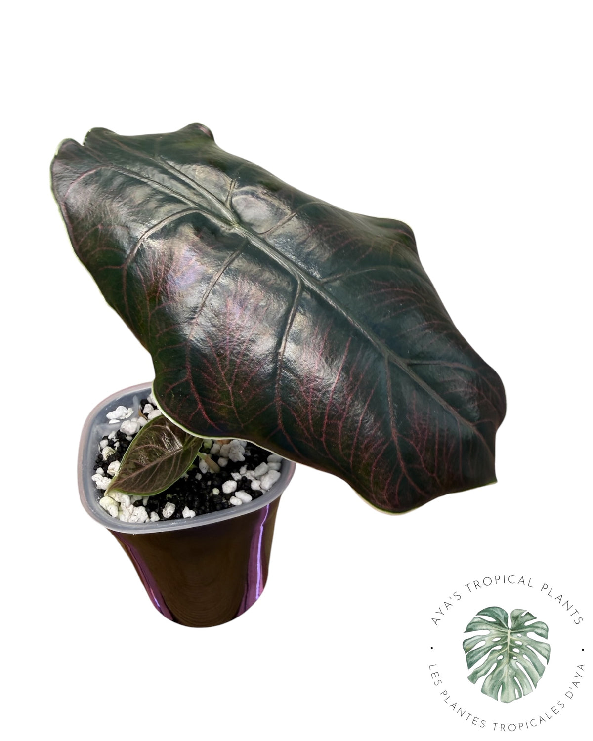 Alocasia Azlanii Pink