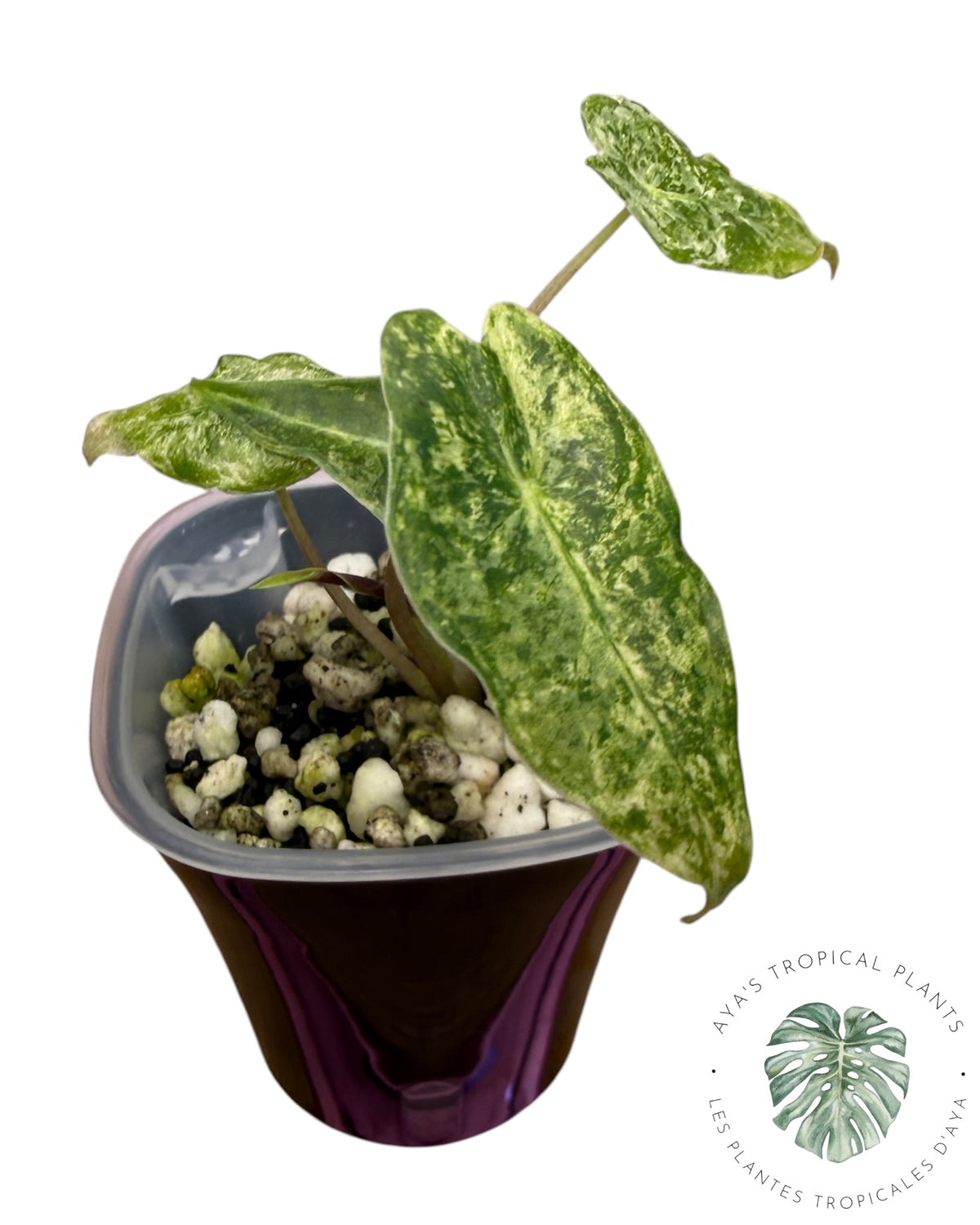 Alocasia Black Satun ‘Stardust’ Variegated