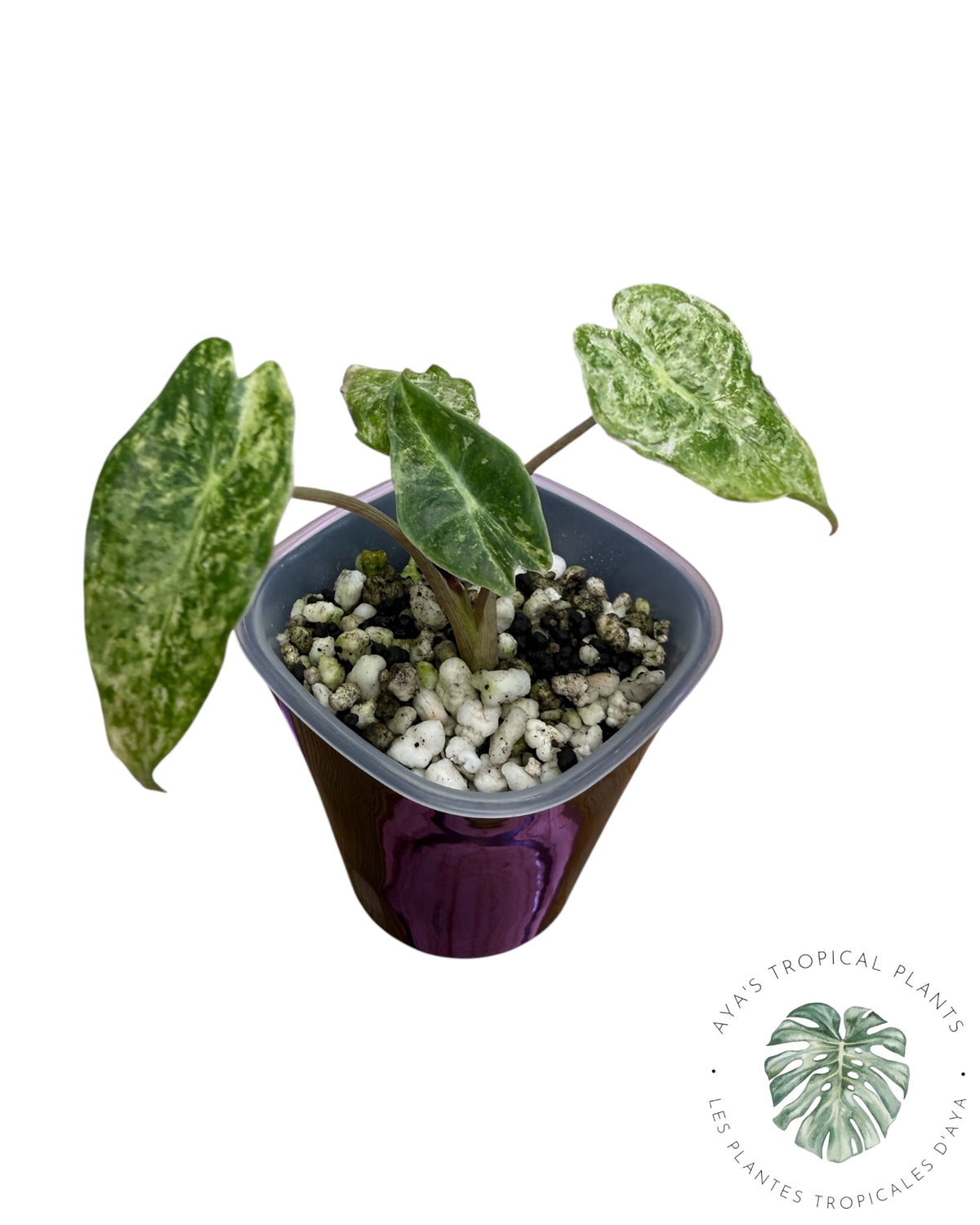 Alocasia Black Satun ‘Stardust’ Variegated