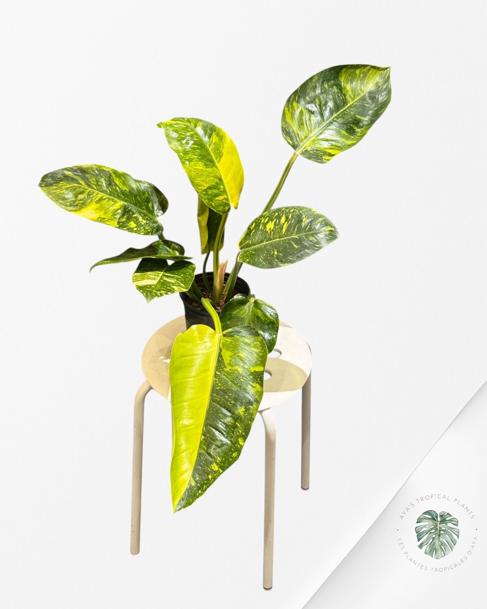 Philodendron Green Congo marble hybrid ( EXTRA-LARGE )- MA1