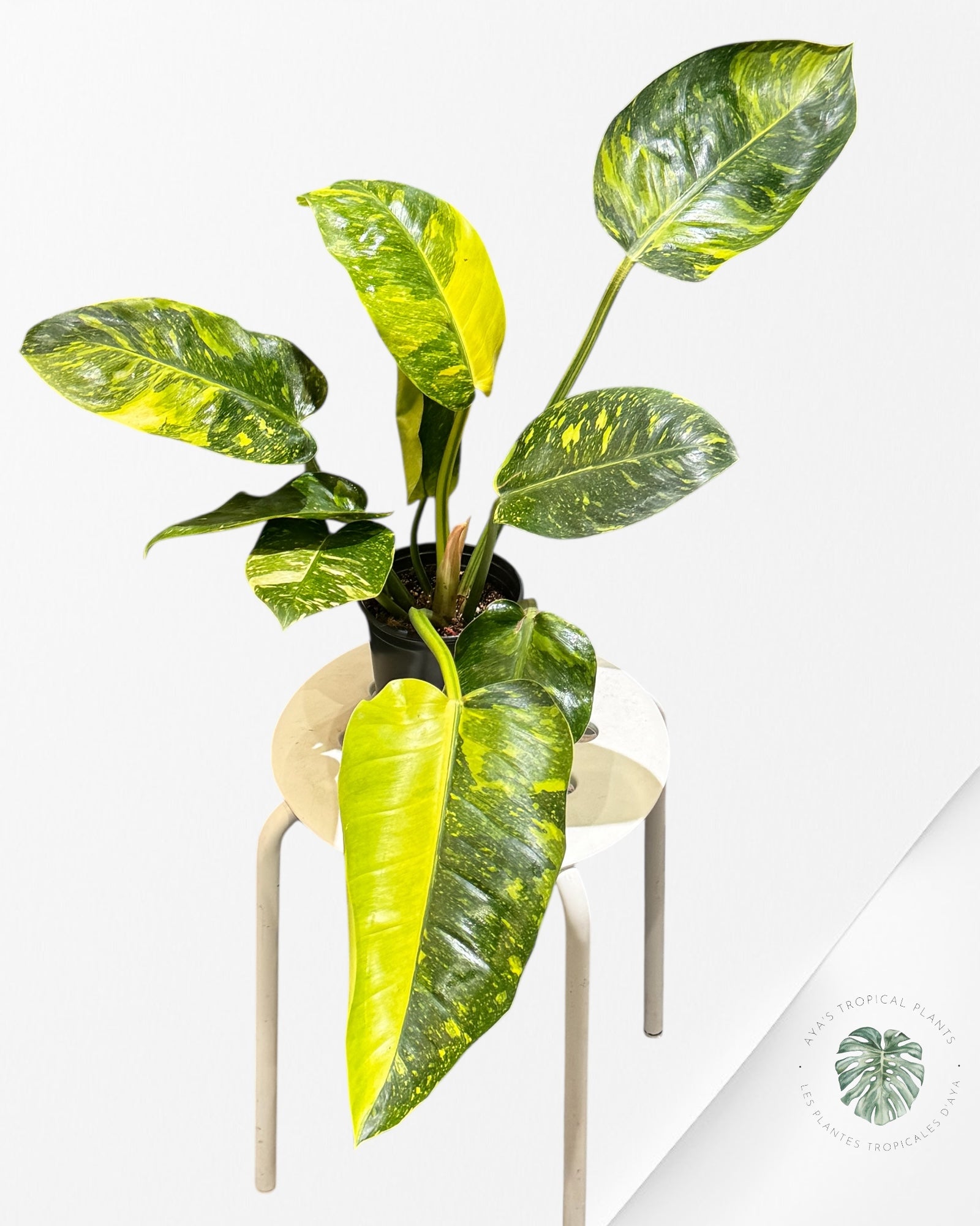 Philodendron Green Congo marble hybrid ( EXTRA-LARGE )- MA1