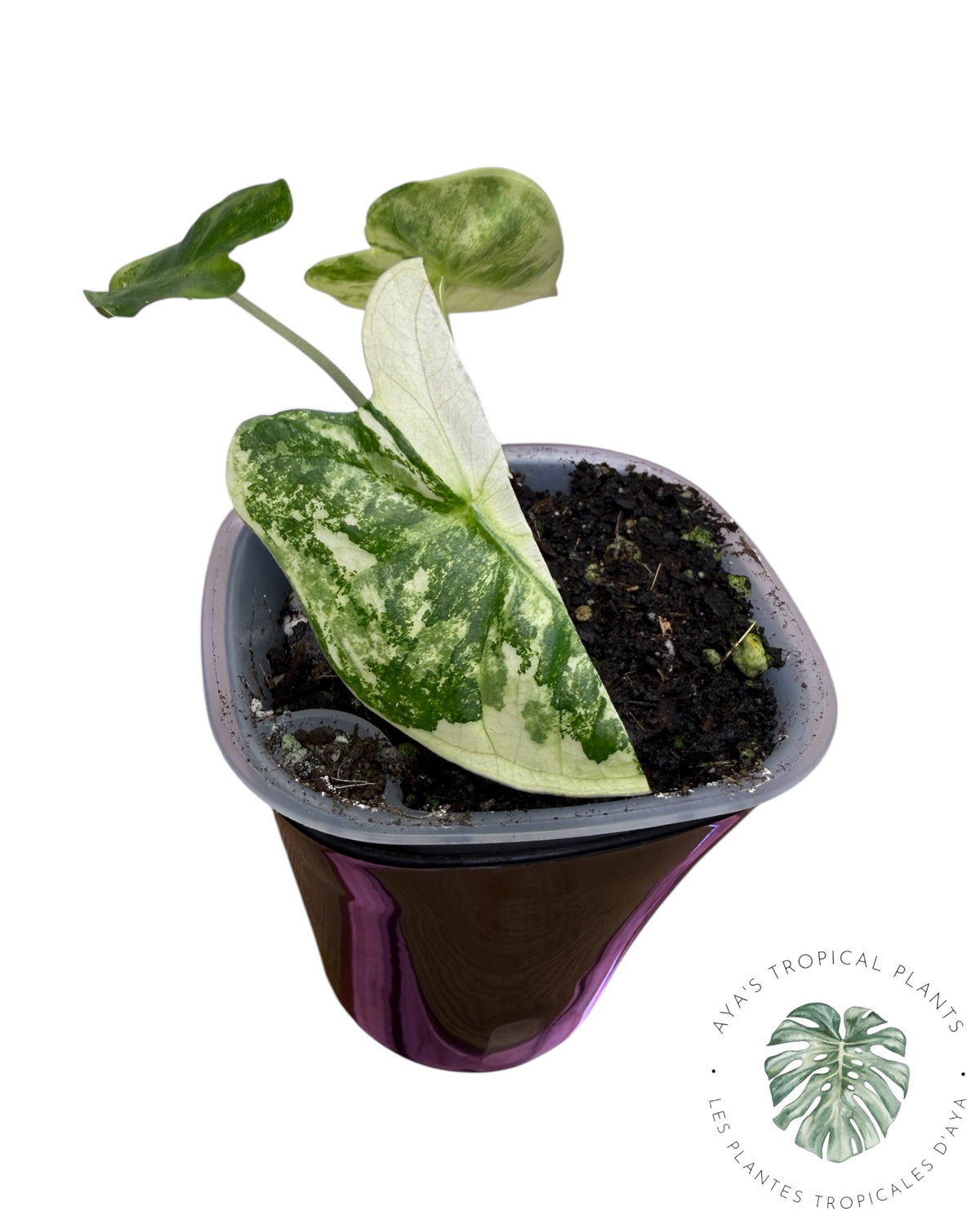 Alocasia Frydek Aurea Variegated