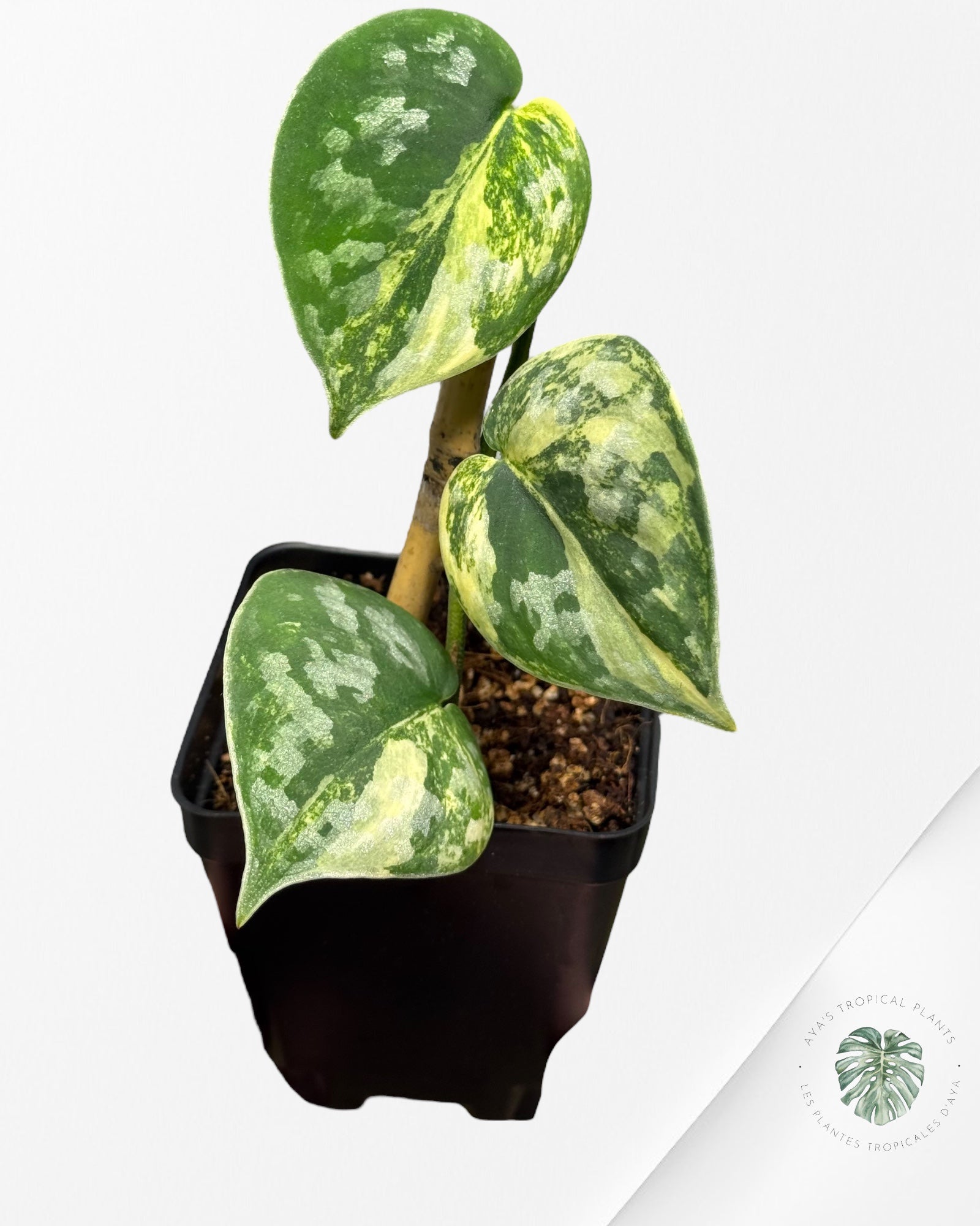 Scindapsus Bakudapati Variegated - 0