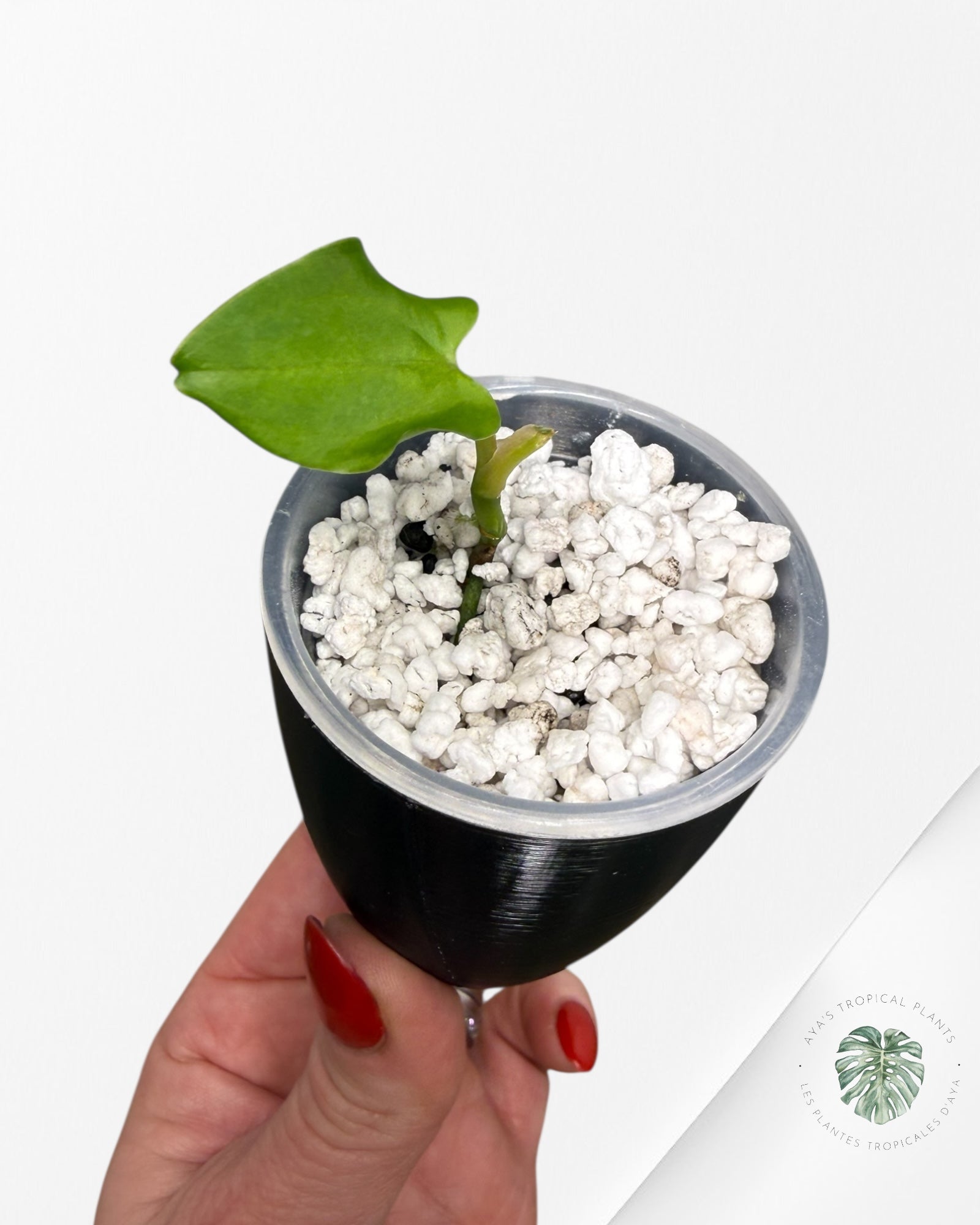 Anthurium Black Magic