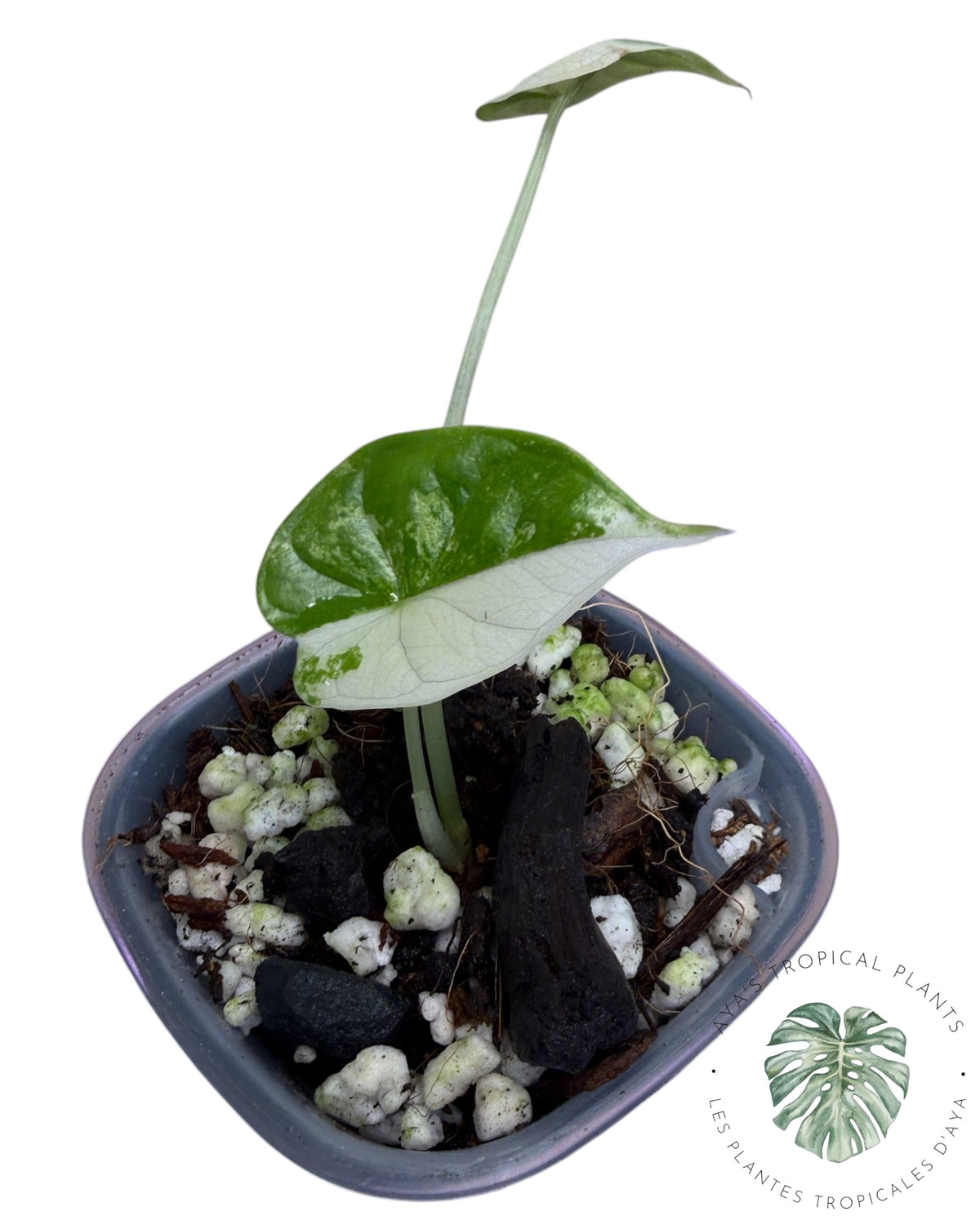 Alocasia Dragon Scale Albo