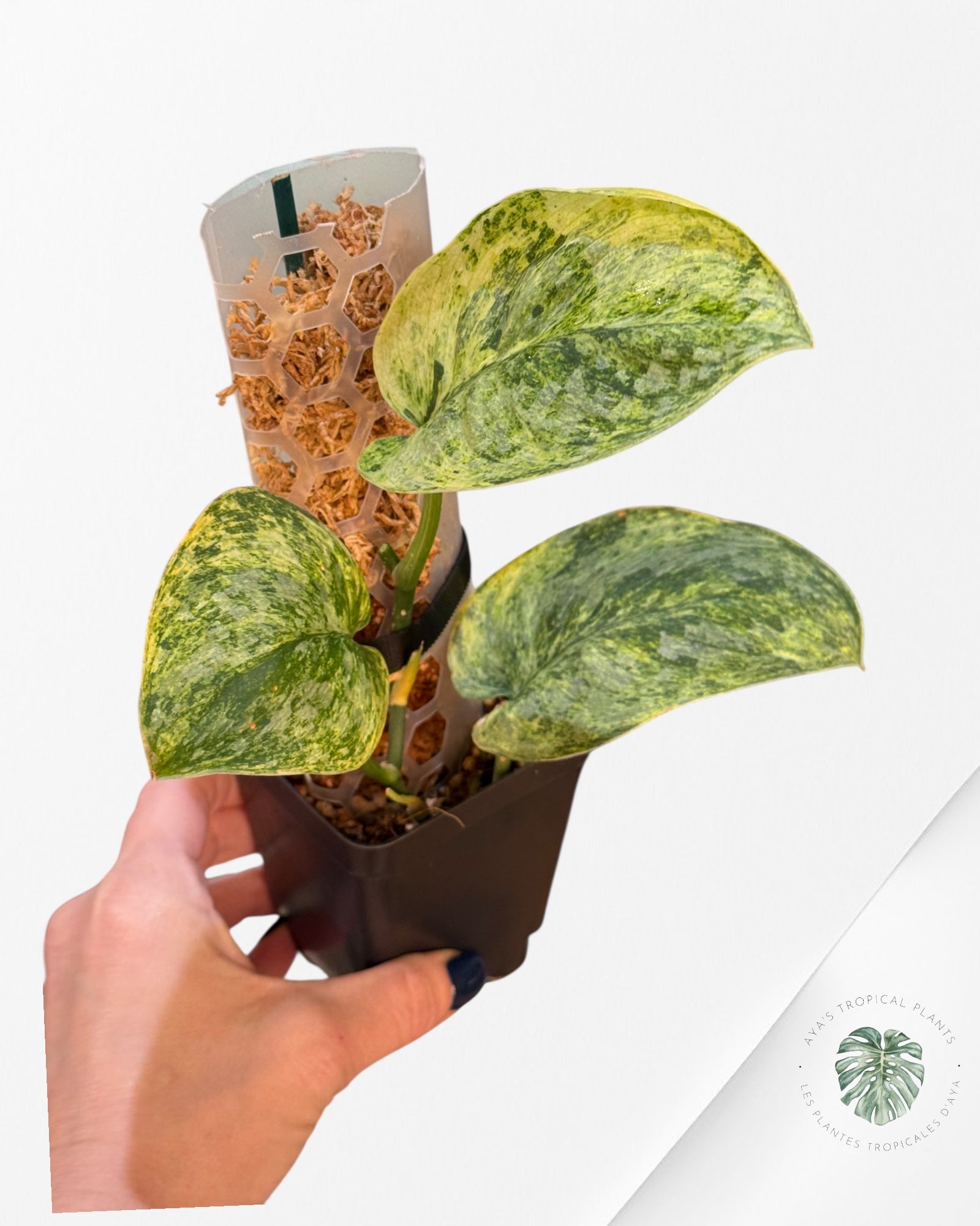 Scindapsus Tembaga-EXP60