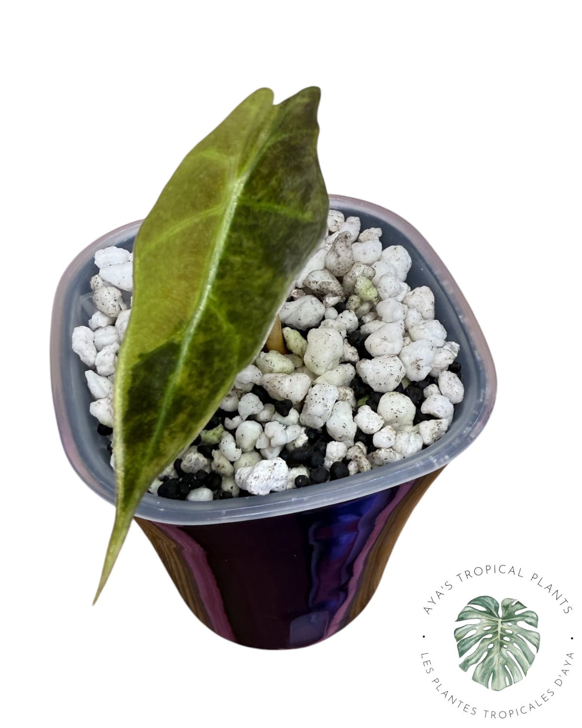 Alocasia Sanderiana ‘Bull’ Aurea Variégata