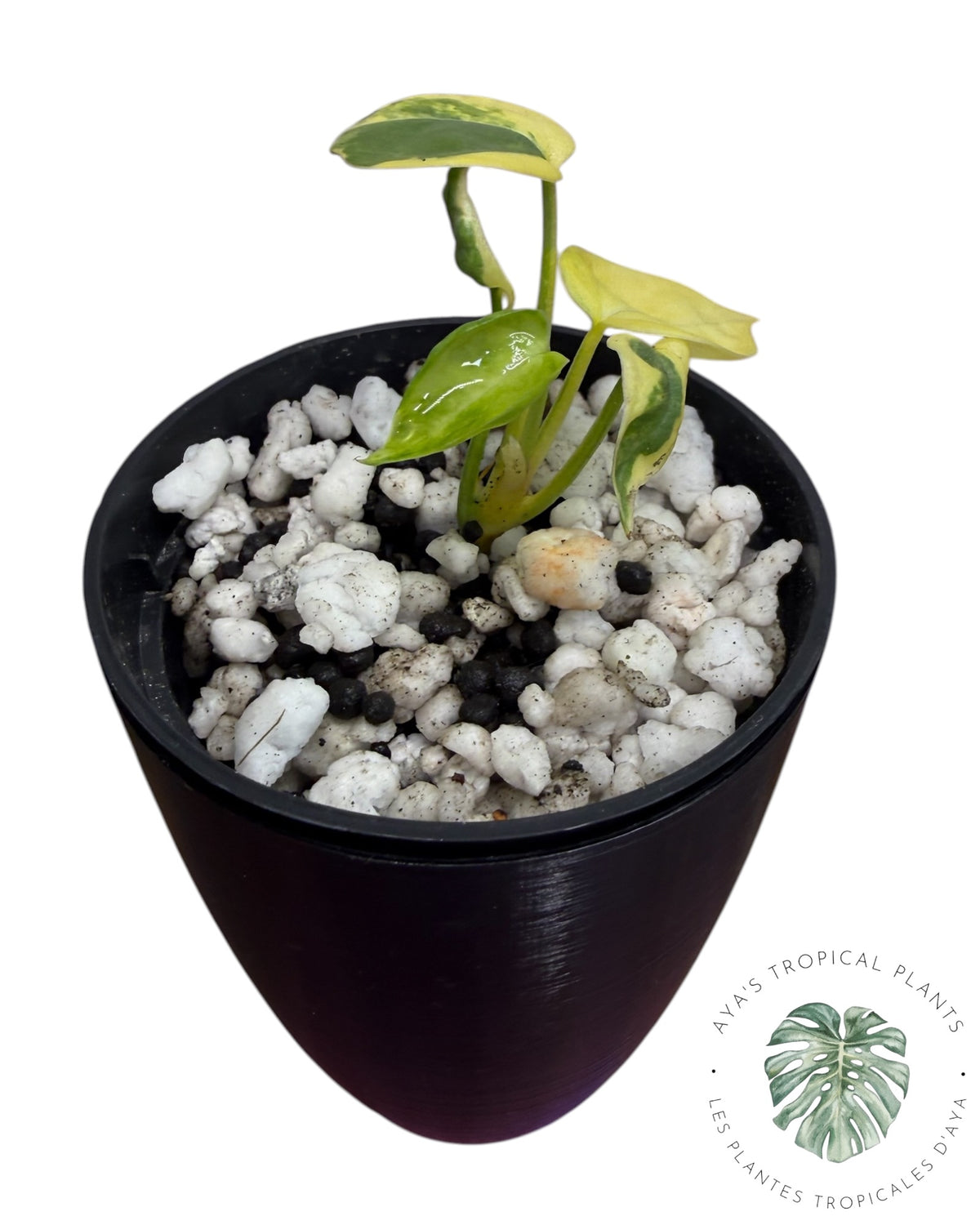 Anthurium Clarinervium Aurea Panaché