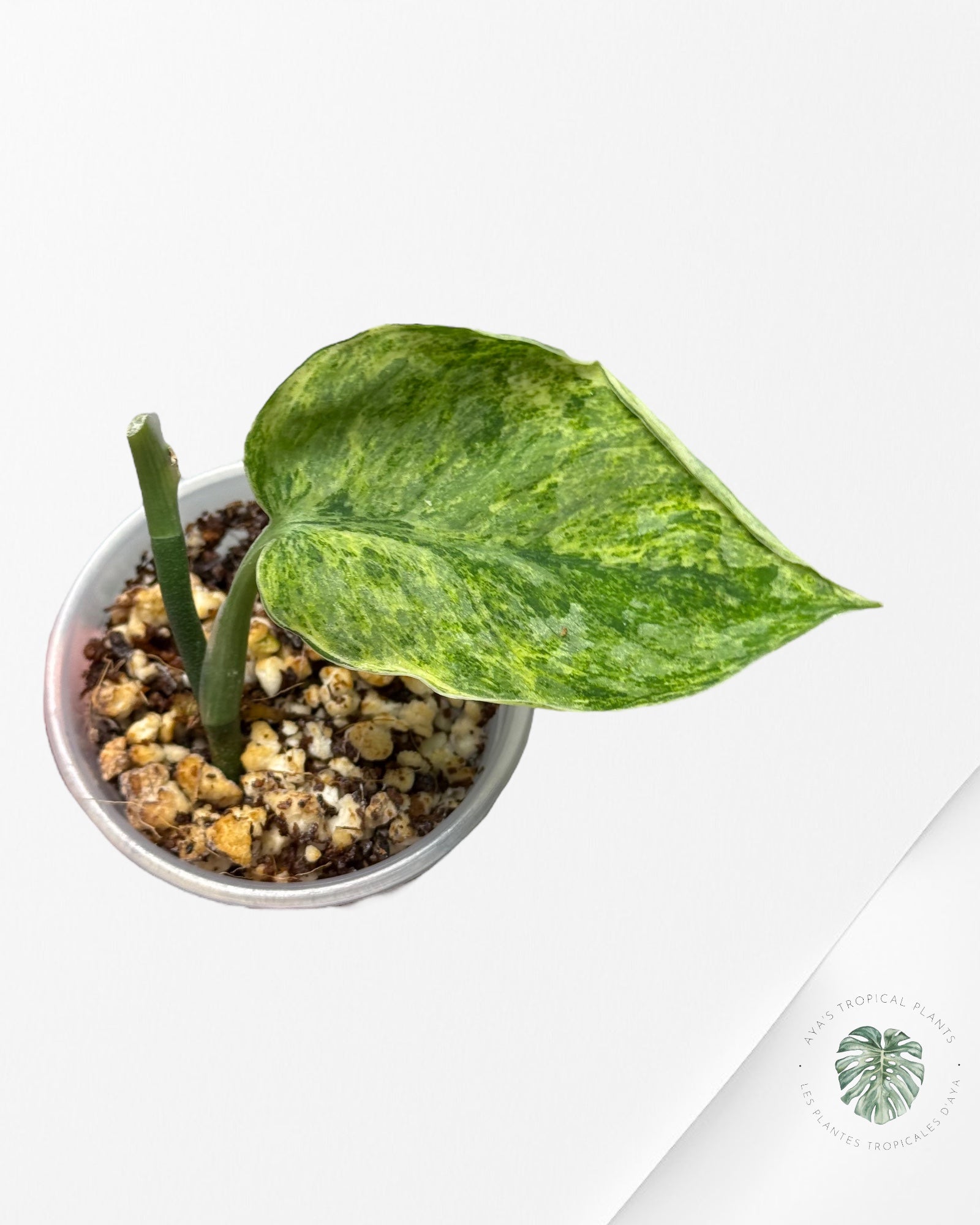 Scindapsus Tembaga-24w