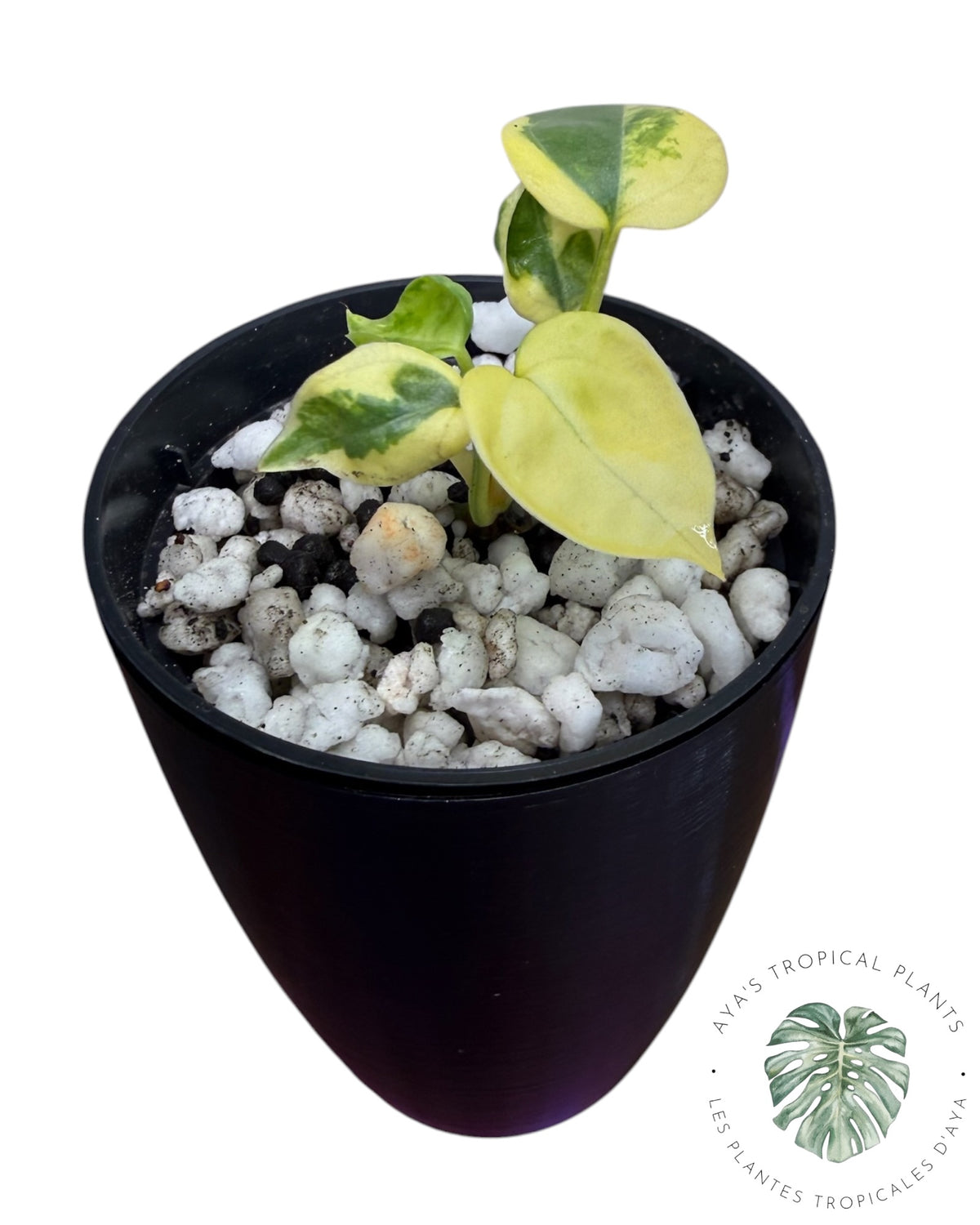 Anthurium Clarinervium Aurea Panaché
