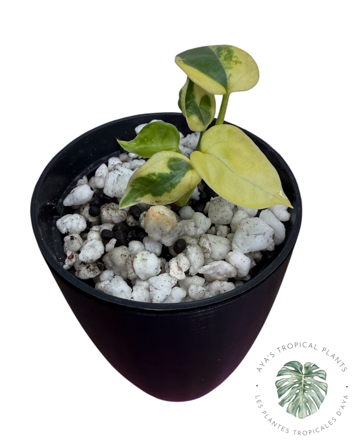Anthurium Clarinervium Aurea Panaché