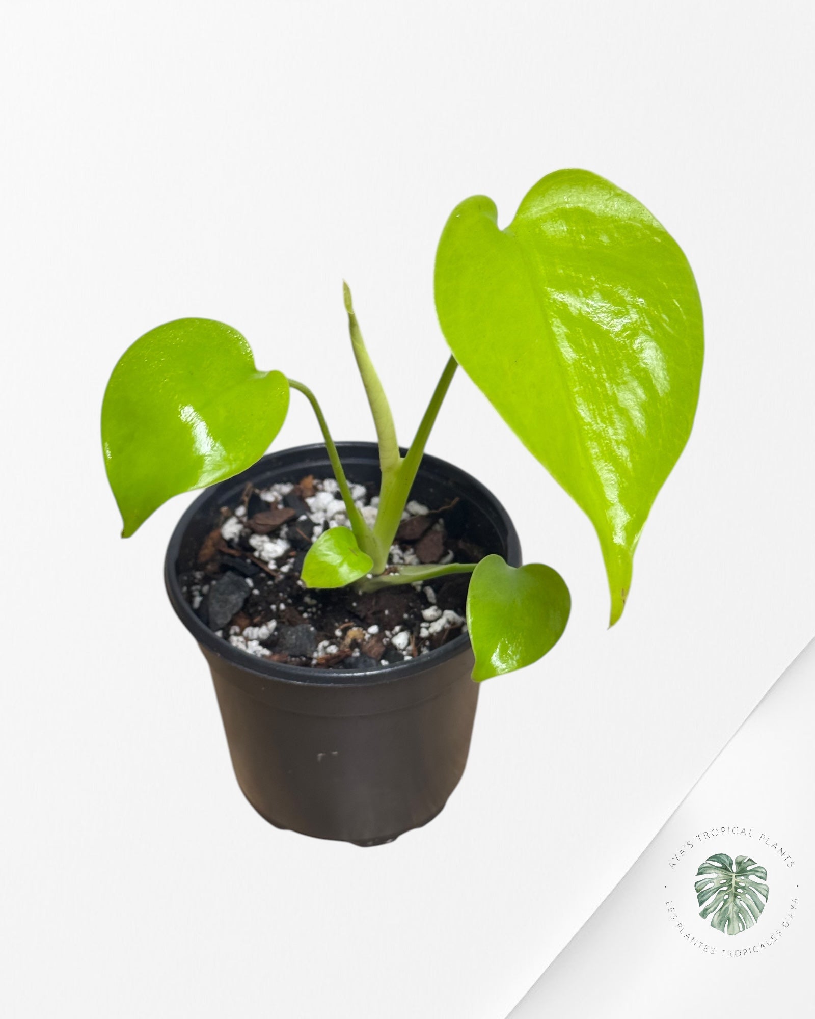 Monstera Deliciosa Lemon Lime-A