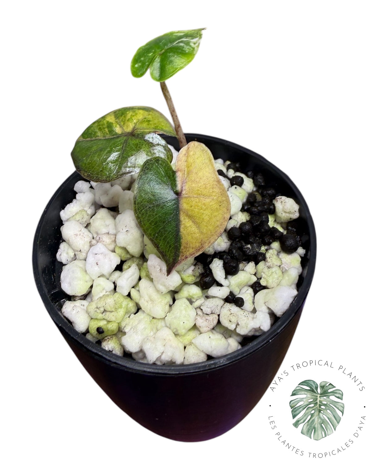 Alocasia Yucatan Aurea Variegated