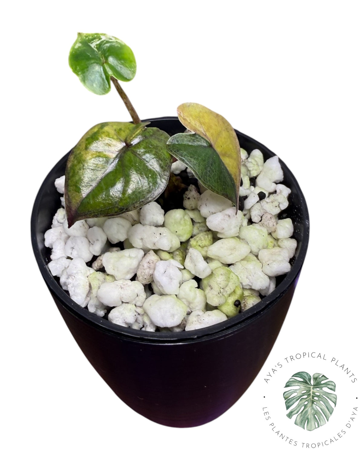 Alocasia Yucatan Aurea Variegated