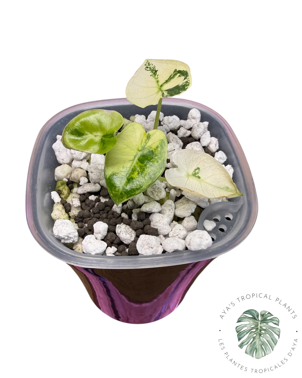 Alocasia Frydek Aurea Panaché
