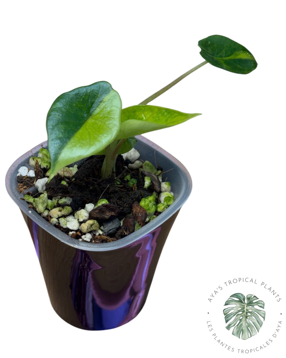 Alocasia Scalprum Aurea Variegated