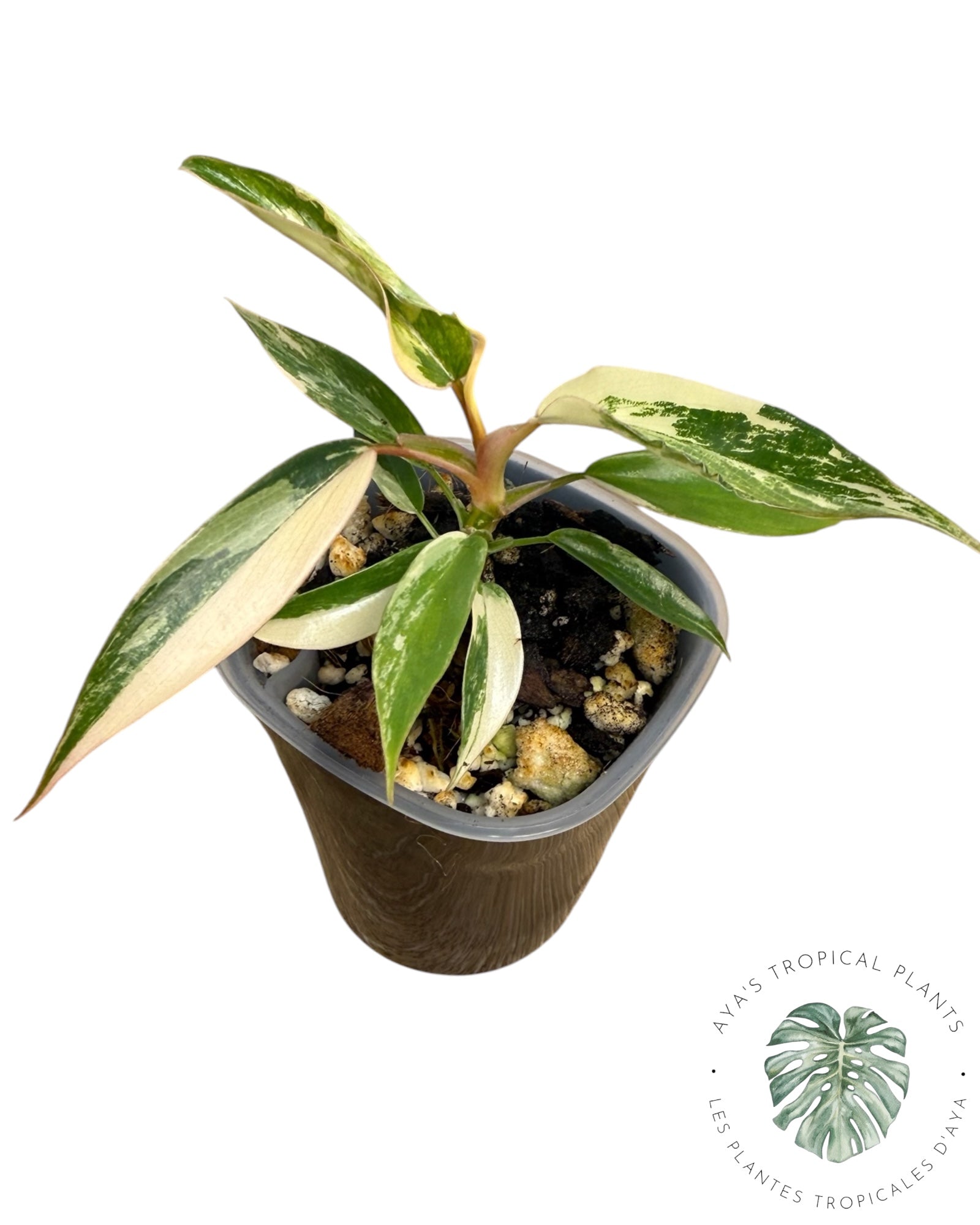 Philodendron Florida Beauty x Tortum